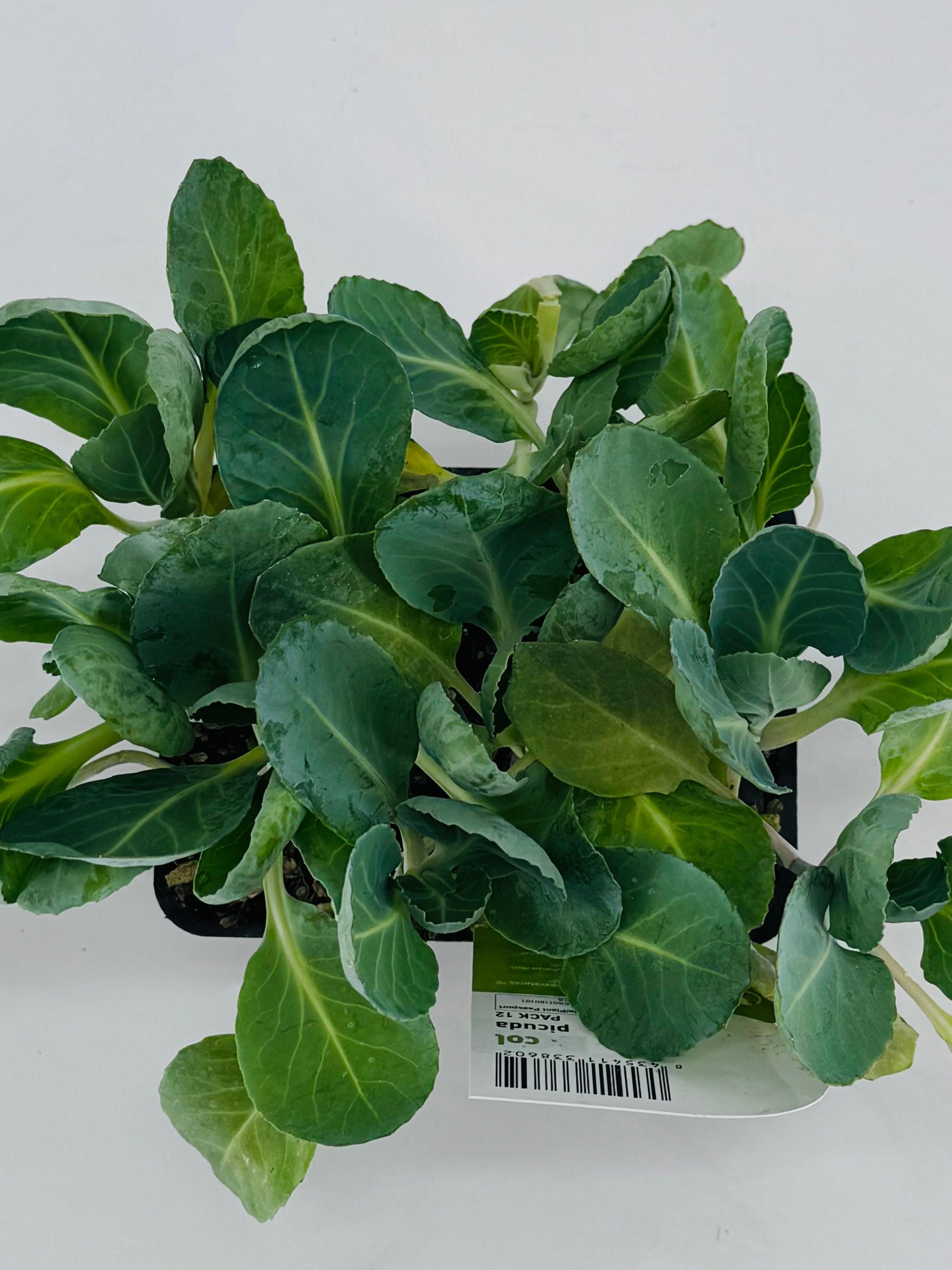 Pack de 12 plantones jóvenes de col picuda con hojas verdes, listos para trasplantar.