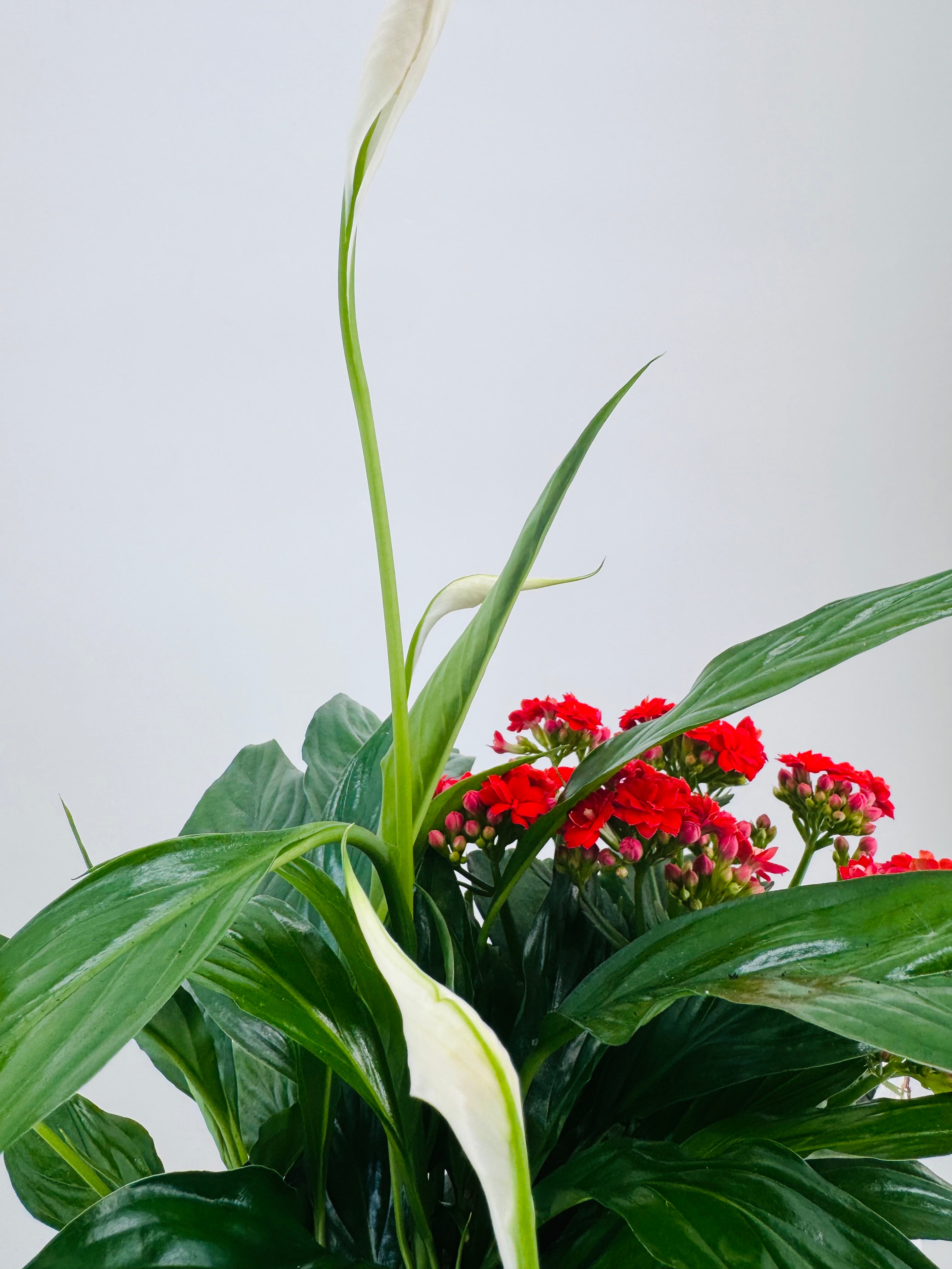 COMPOSICION FLOR 19,95