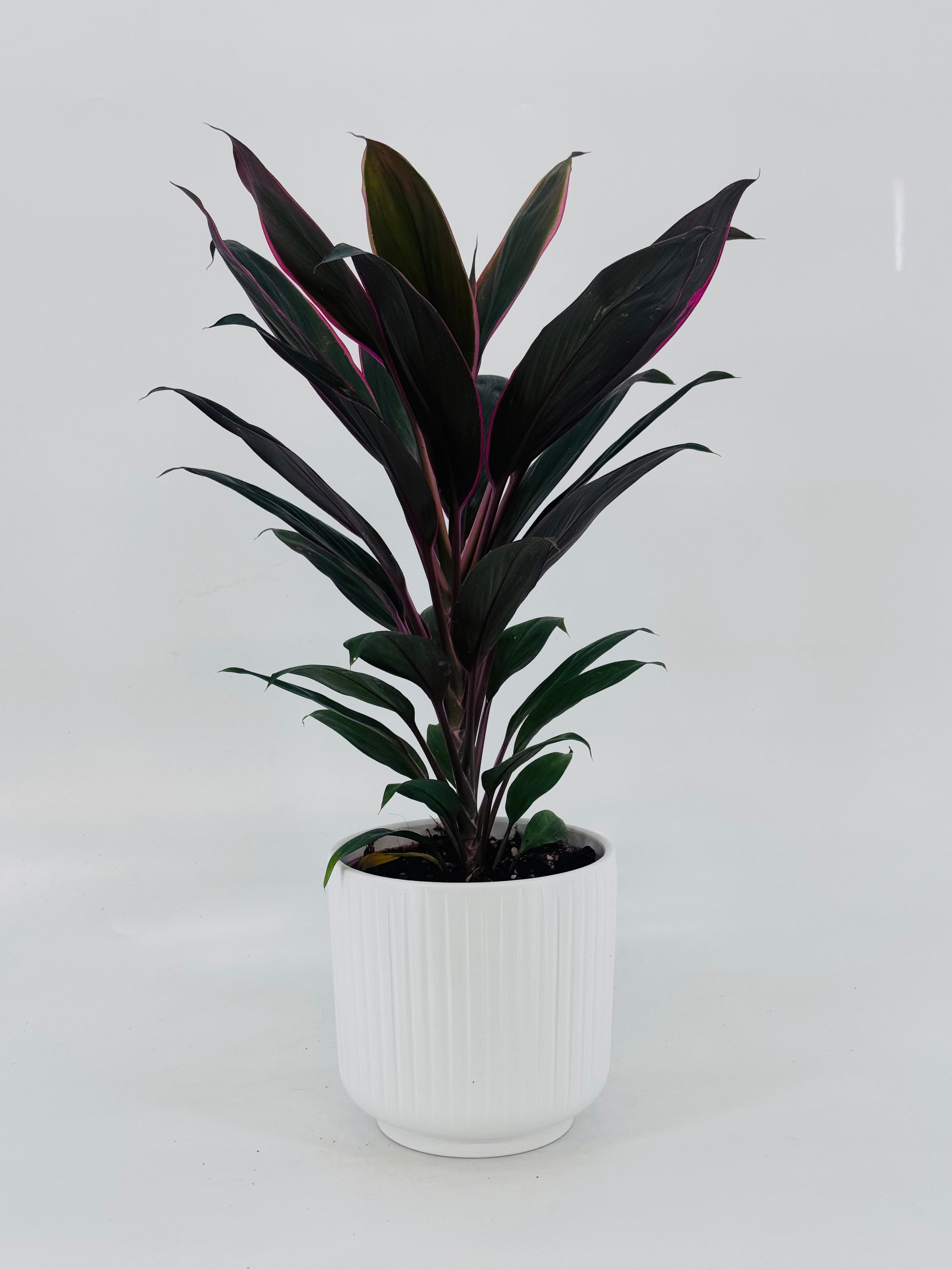 Cordyline Mezclado M12 con hojas alargadas verde oscuro y bordes rojizos en maceta blanca estriada.