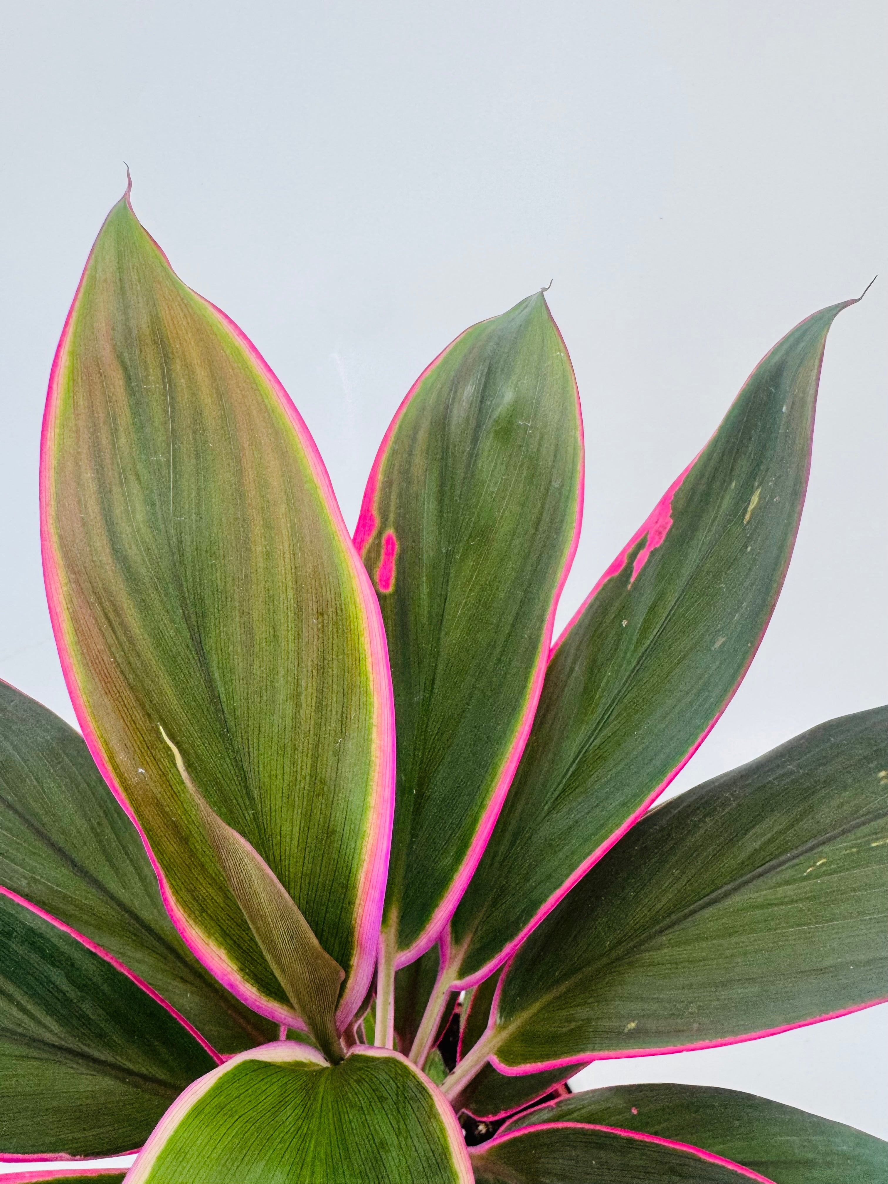 Cordyline Mezclado M12 con hojas verdes oscuras y bordes rosados brillantes, vista superior.