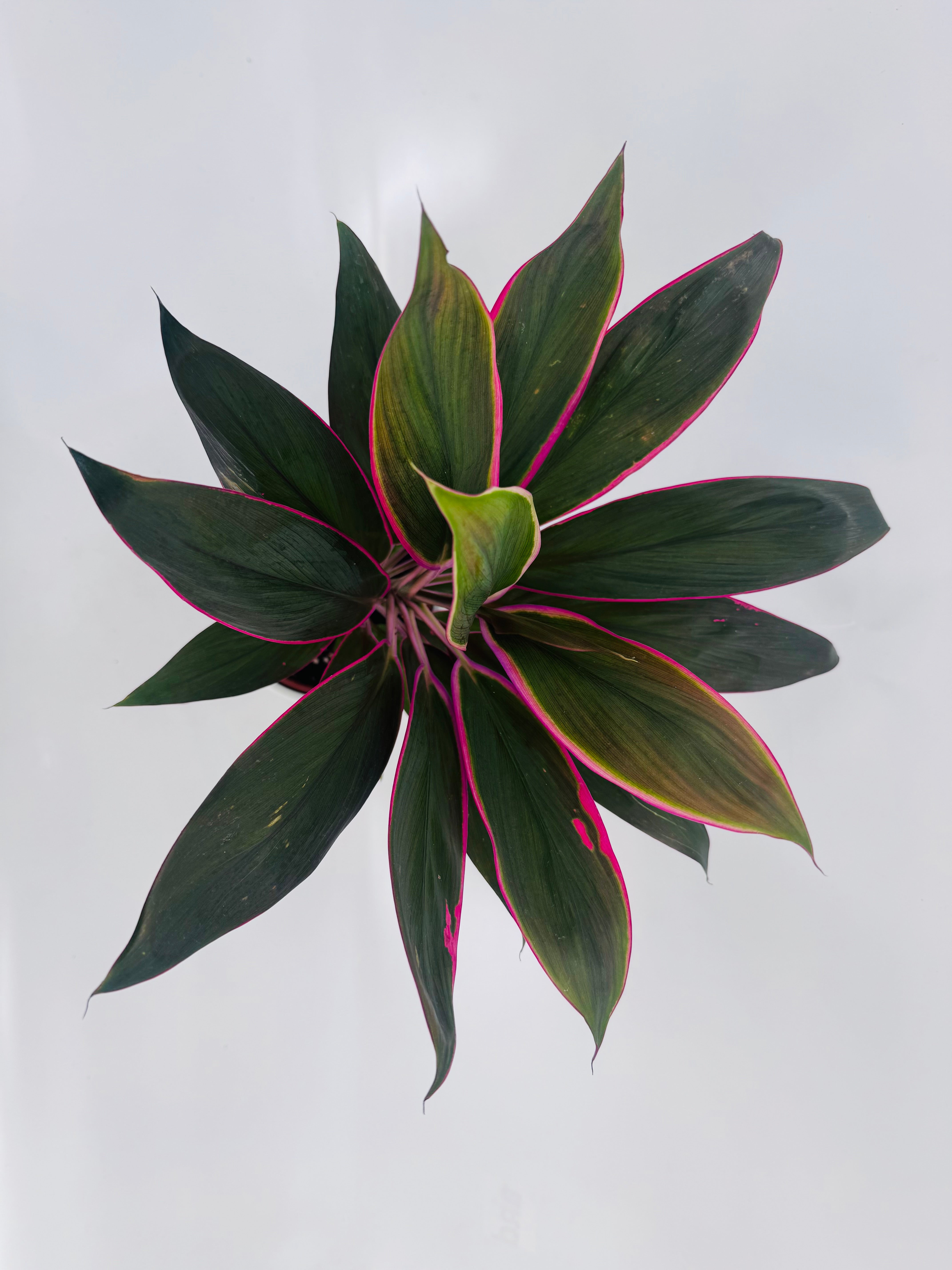 Cordyline Mezclado M12 con hojas alargadas verde oscuro y bordes fucsia vibrantes, vista superior.