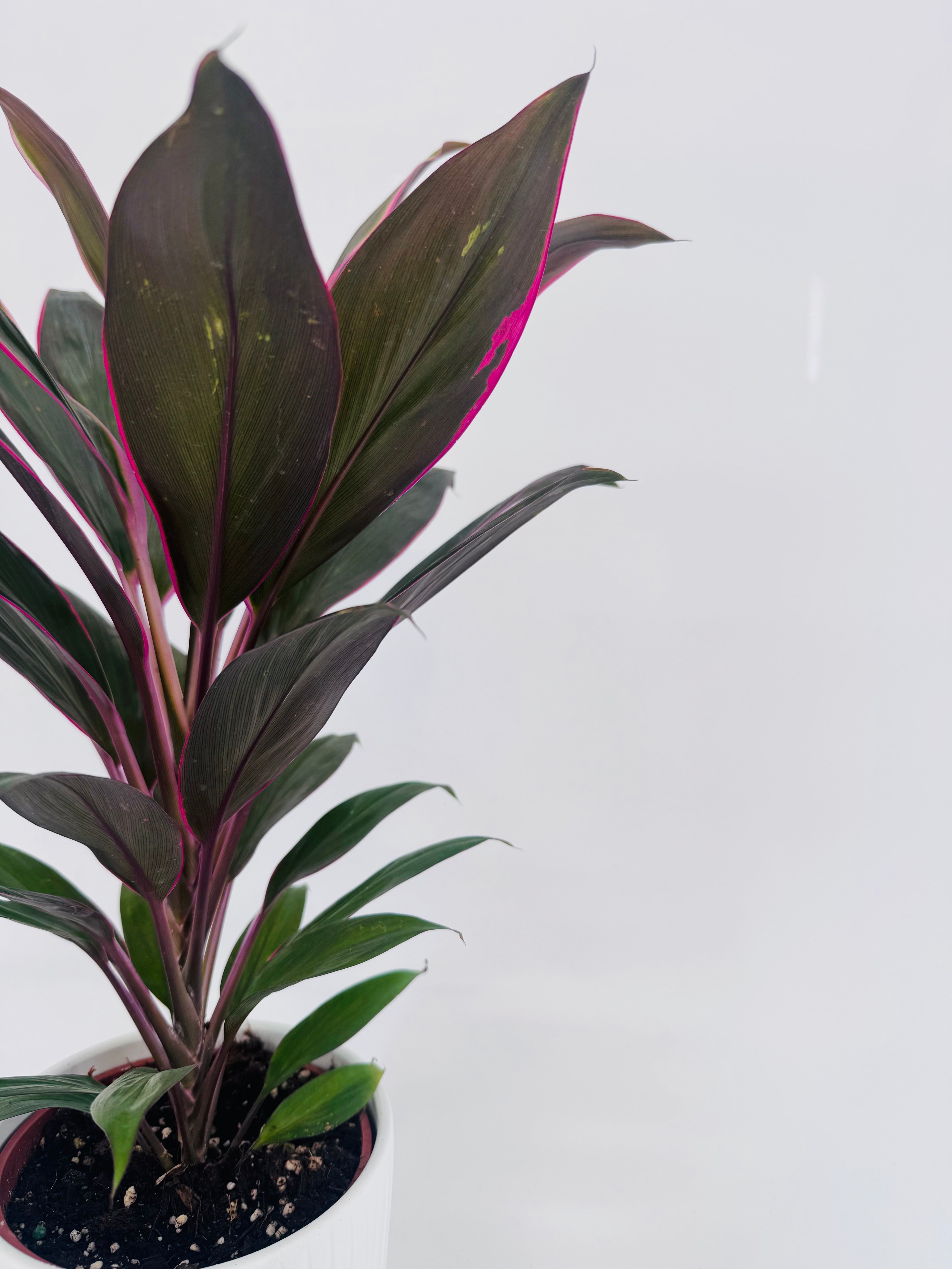 Cordyline Mezclado M12 con hojas largas verde oscuro y bordes fucsia vibrantes en maceta blanca.