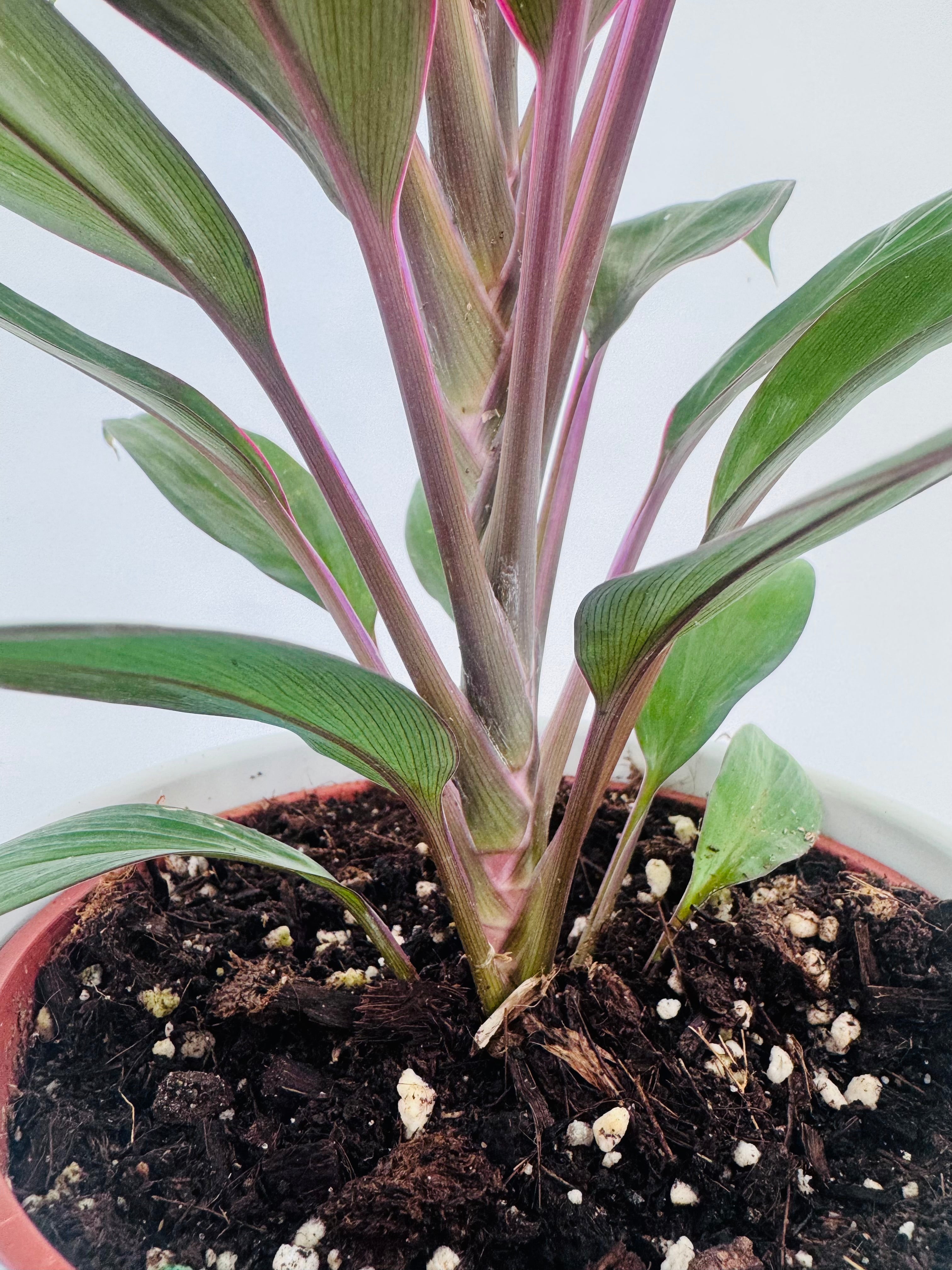 Cordyline Mezclado M12 con hojas verdes y rojizas en maceta de 12 cm.