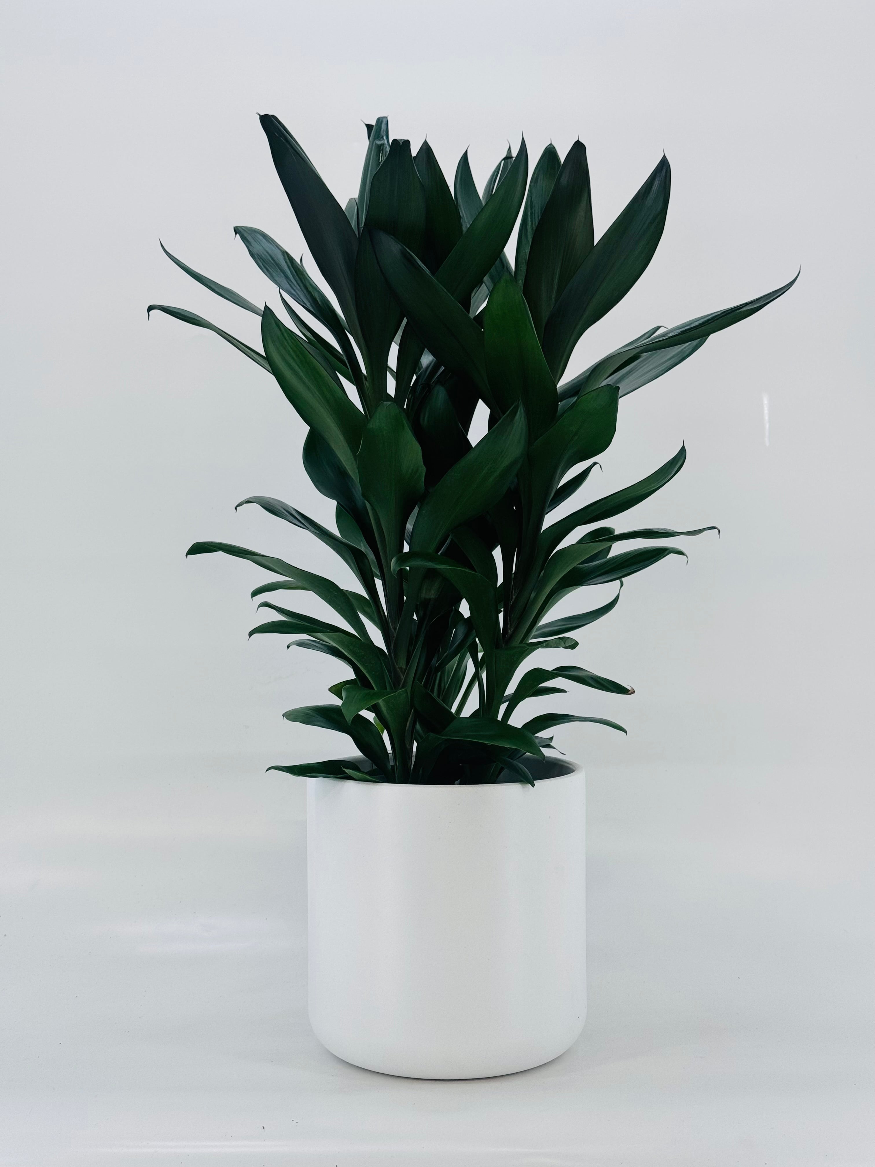 CORDYLINE MIXED M19