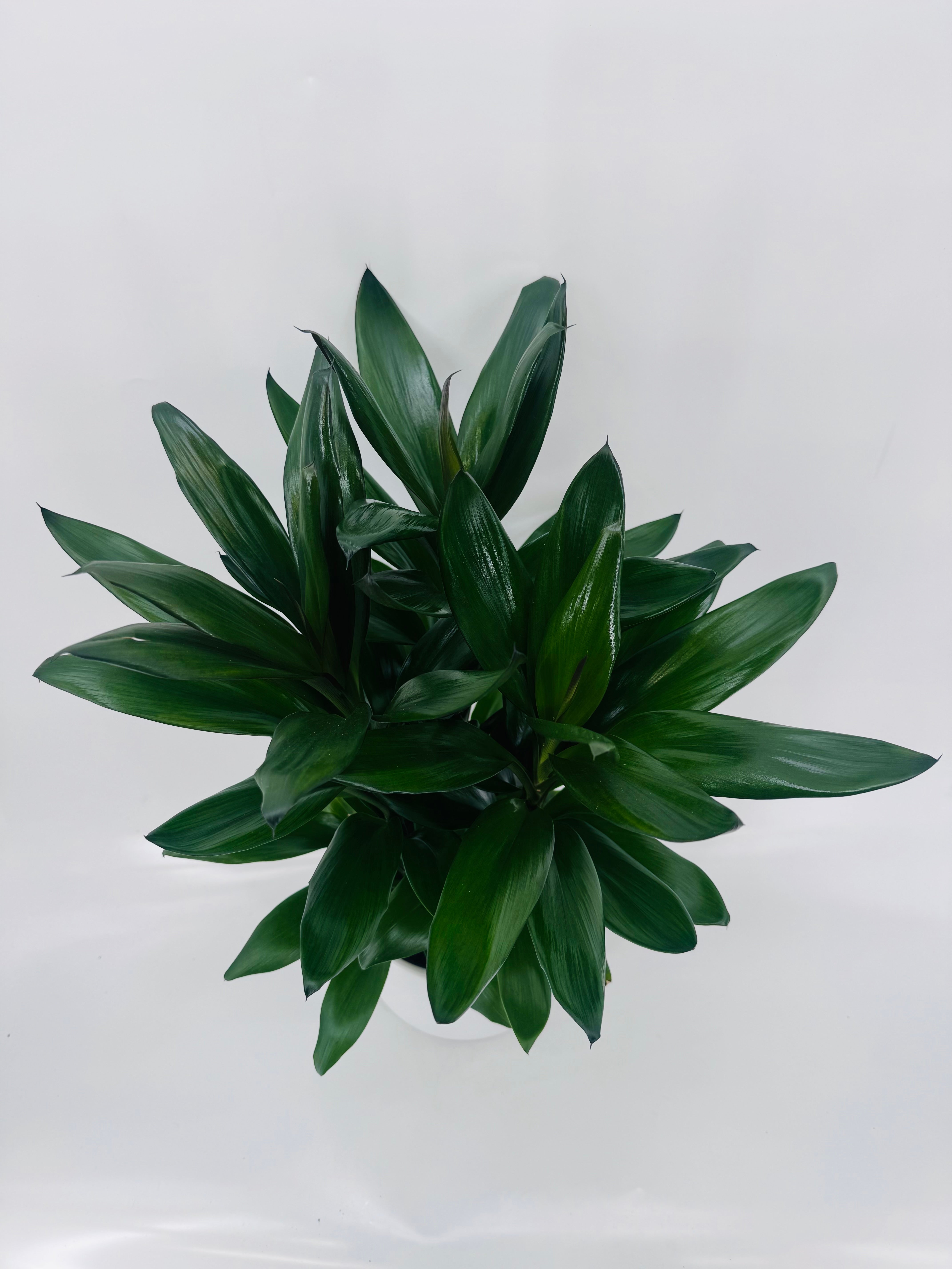 CORDYLINE MIXED M19
