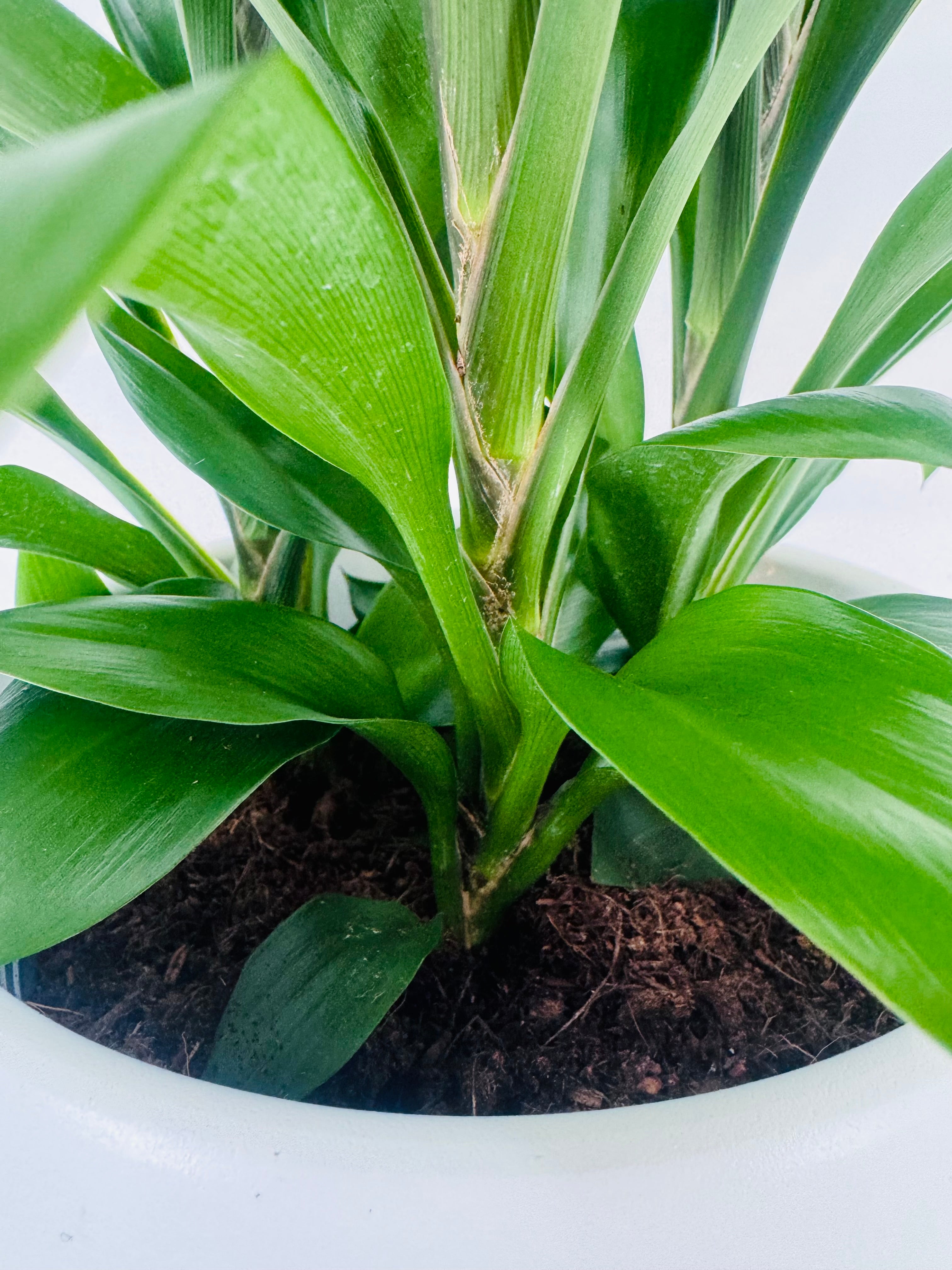 CORDYLINE MIXED M19