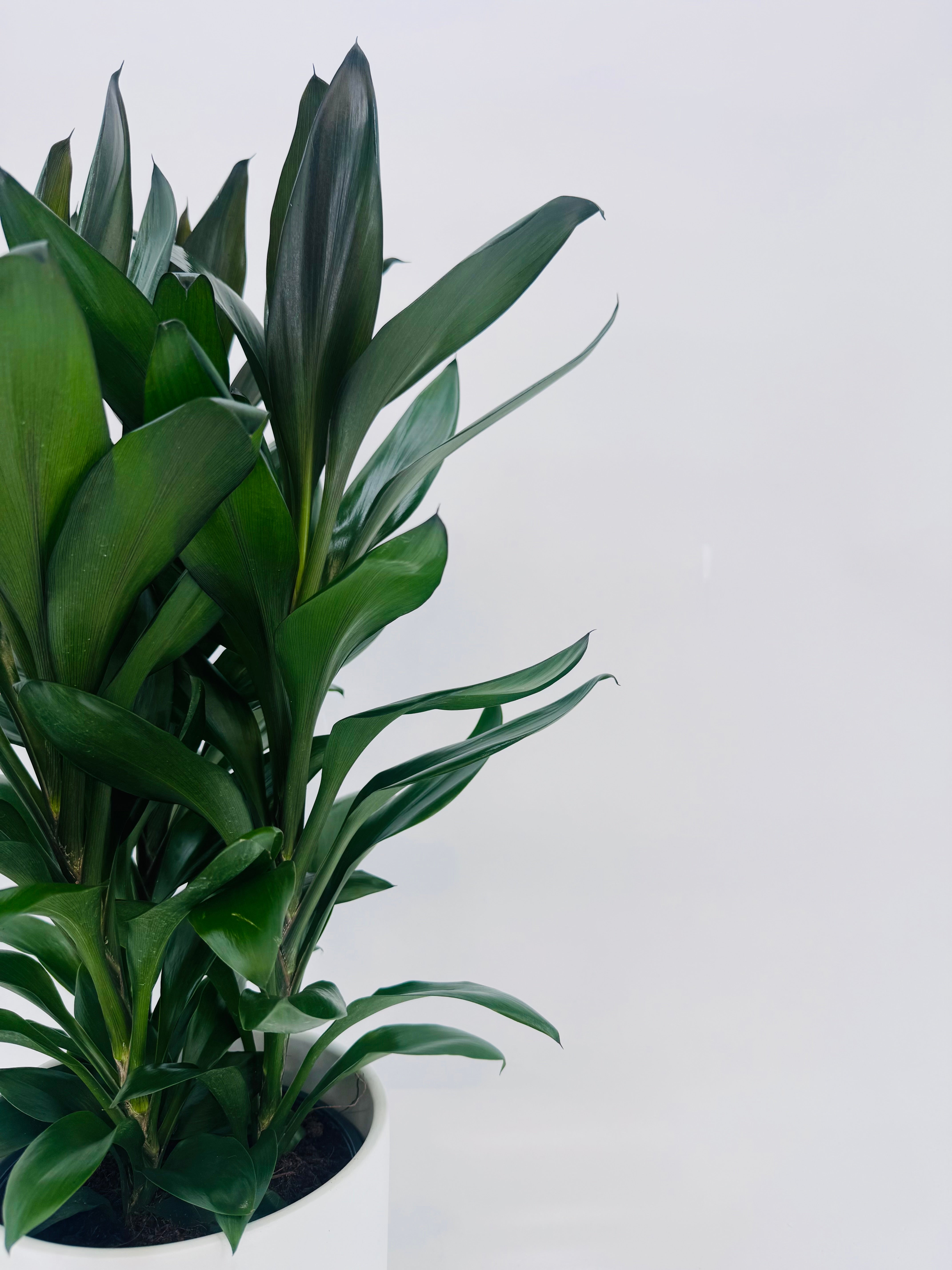 CORDYLINE MIXED M19