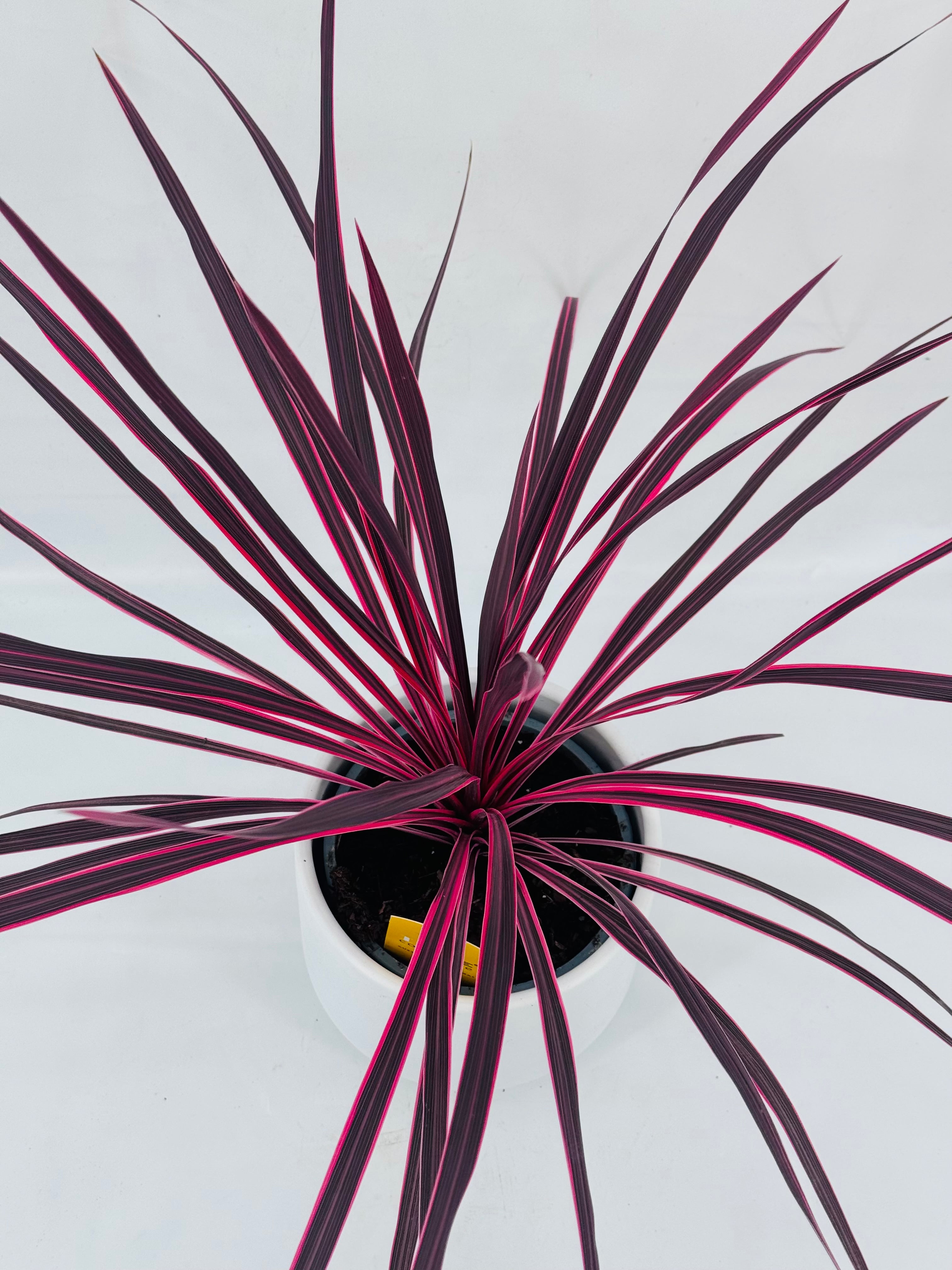 CORDYLINE PINK PASSION C27