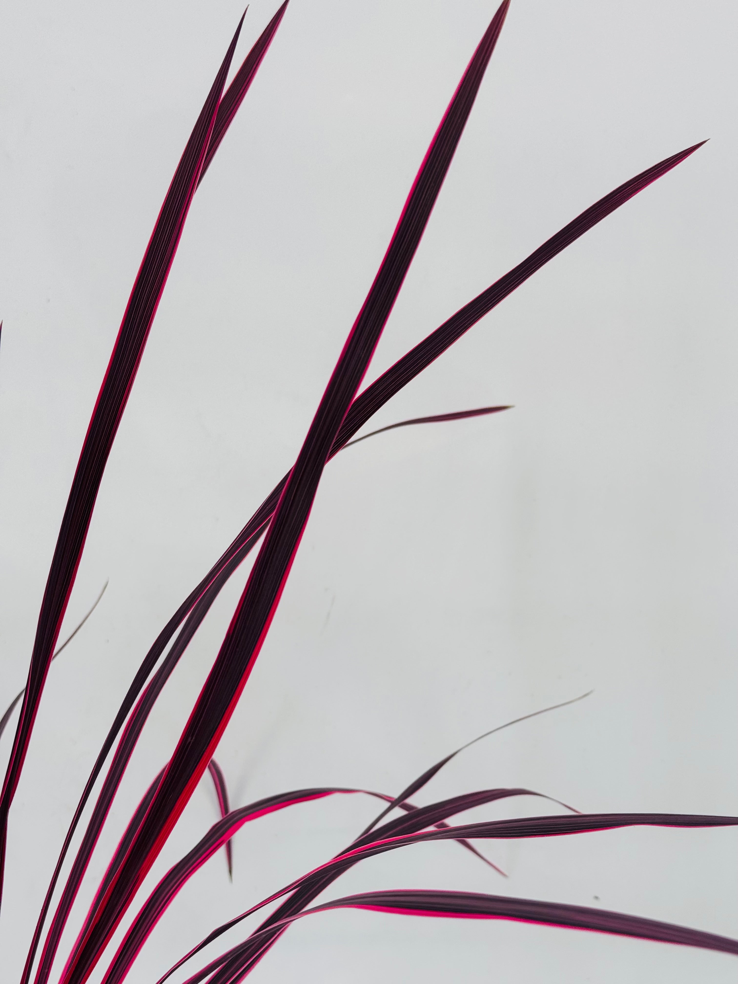 CORDYLINE PINK PASSION C27