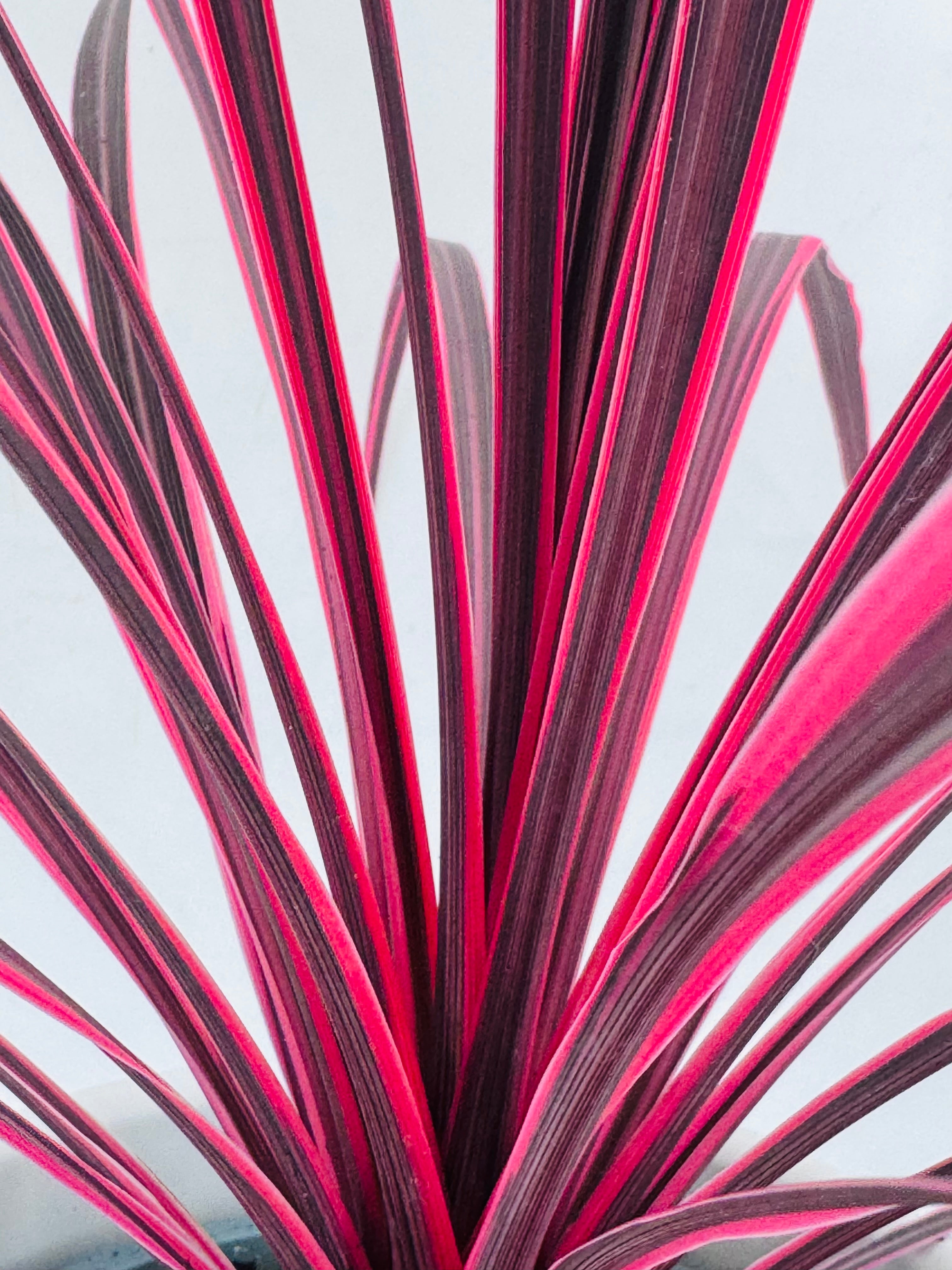 CORDYLINE PINK PASSION C27