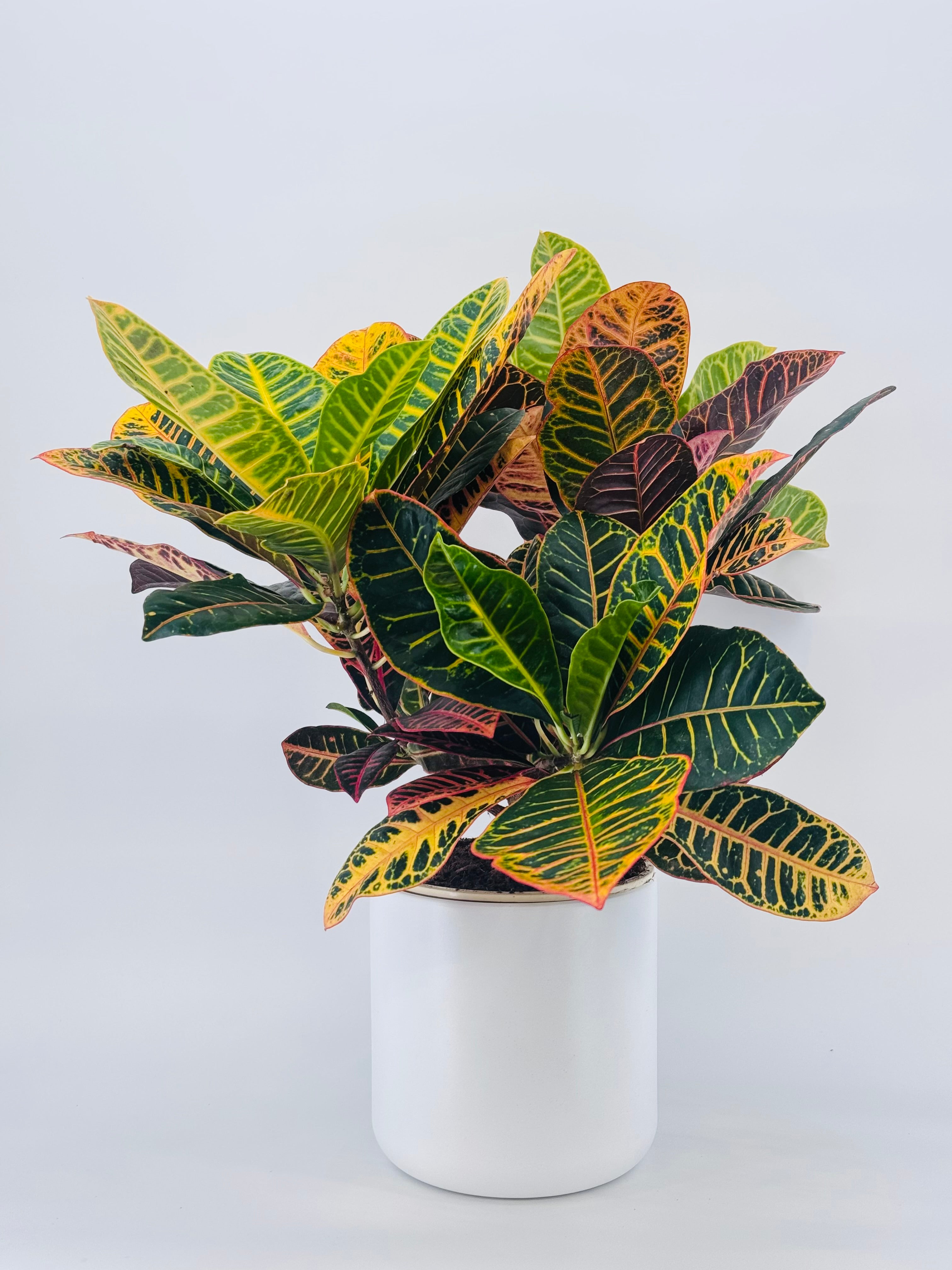 CROTON PETRA RAMIFICADO C20