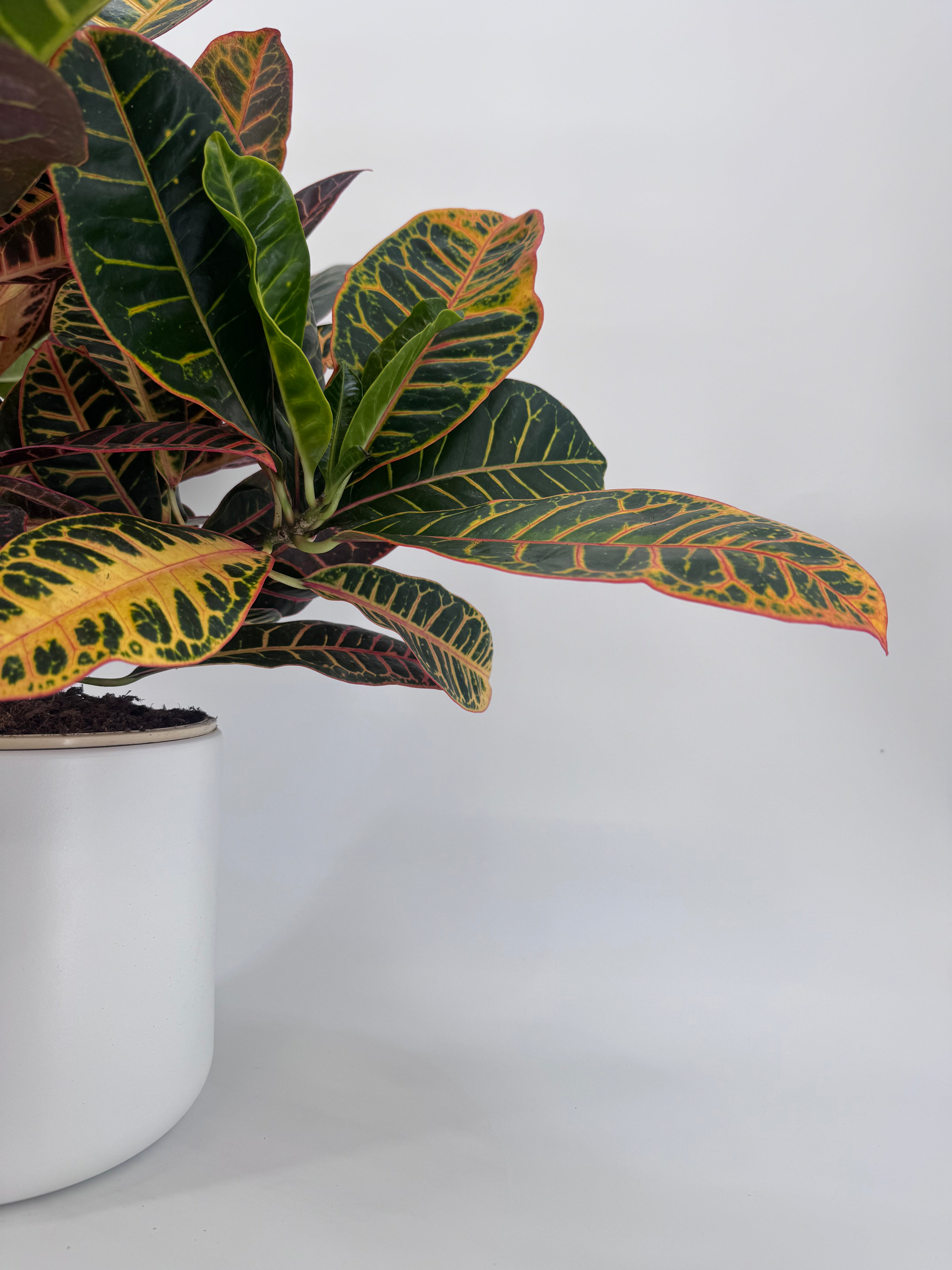 CROTON PETRA RAMIFICADO C20