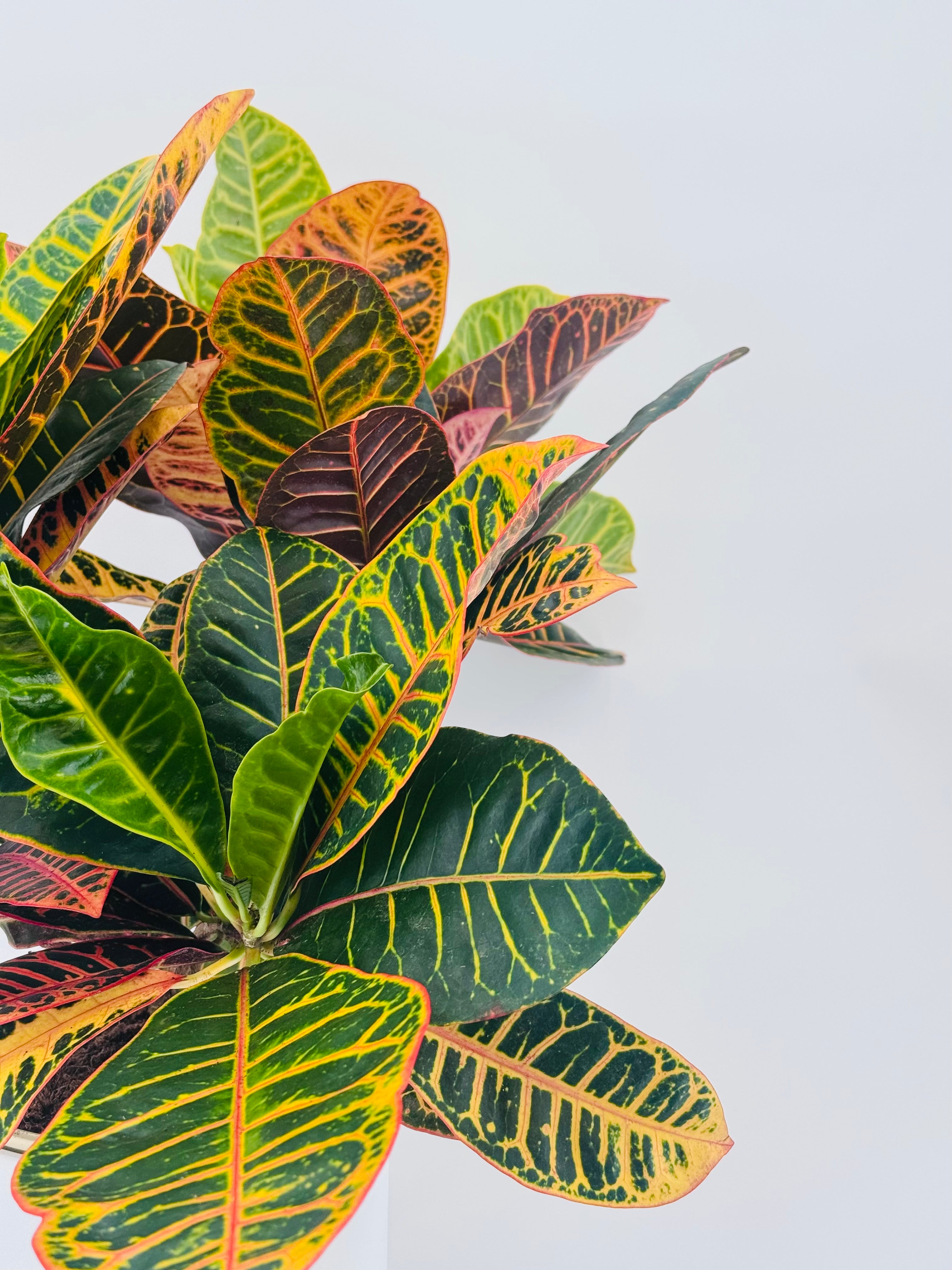 CROTON PETRA RAMIFICADO C20