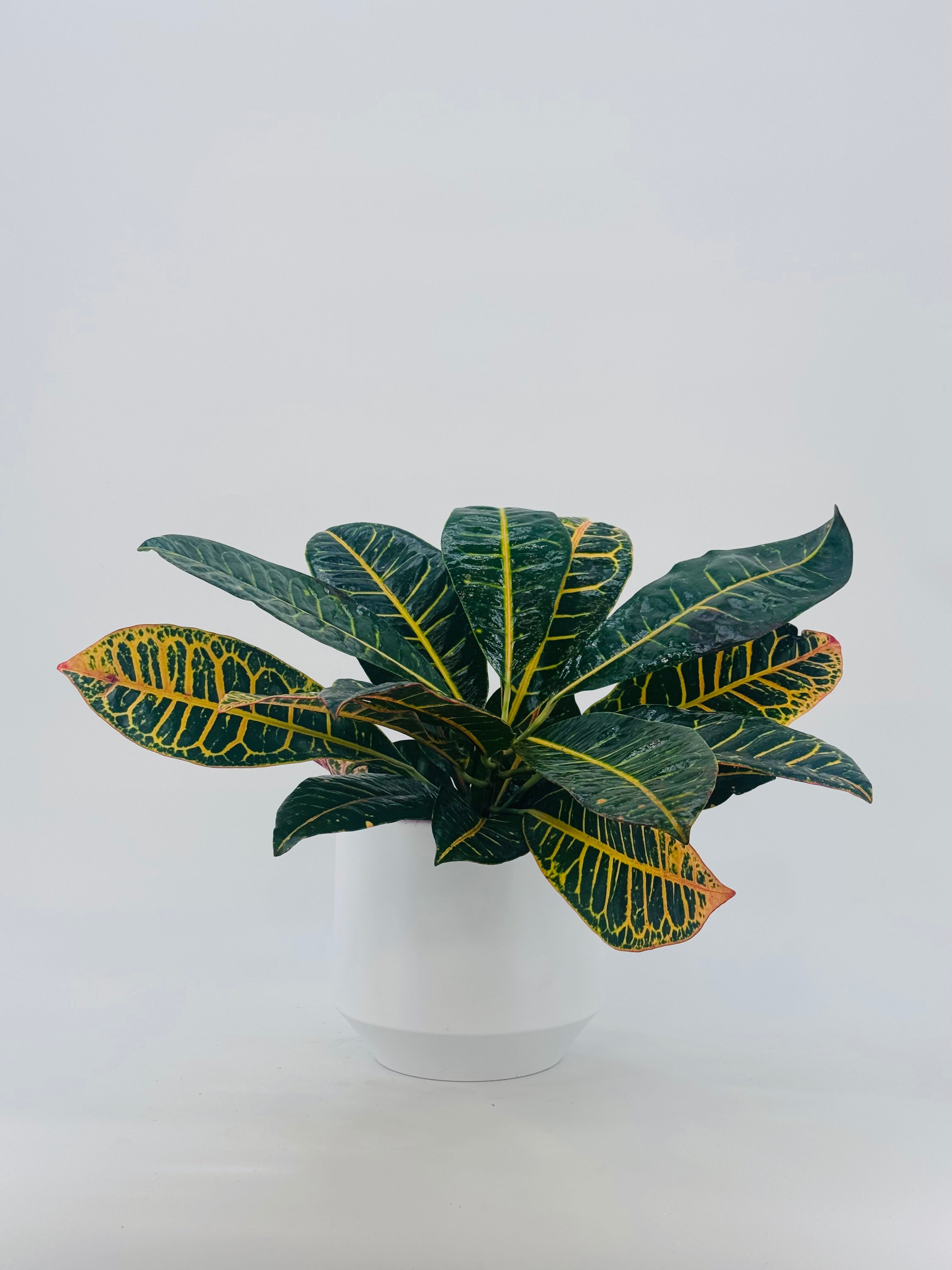 CROTON PETRA C14