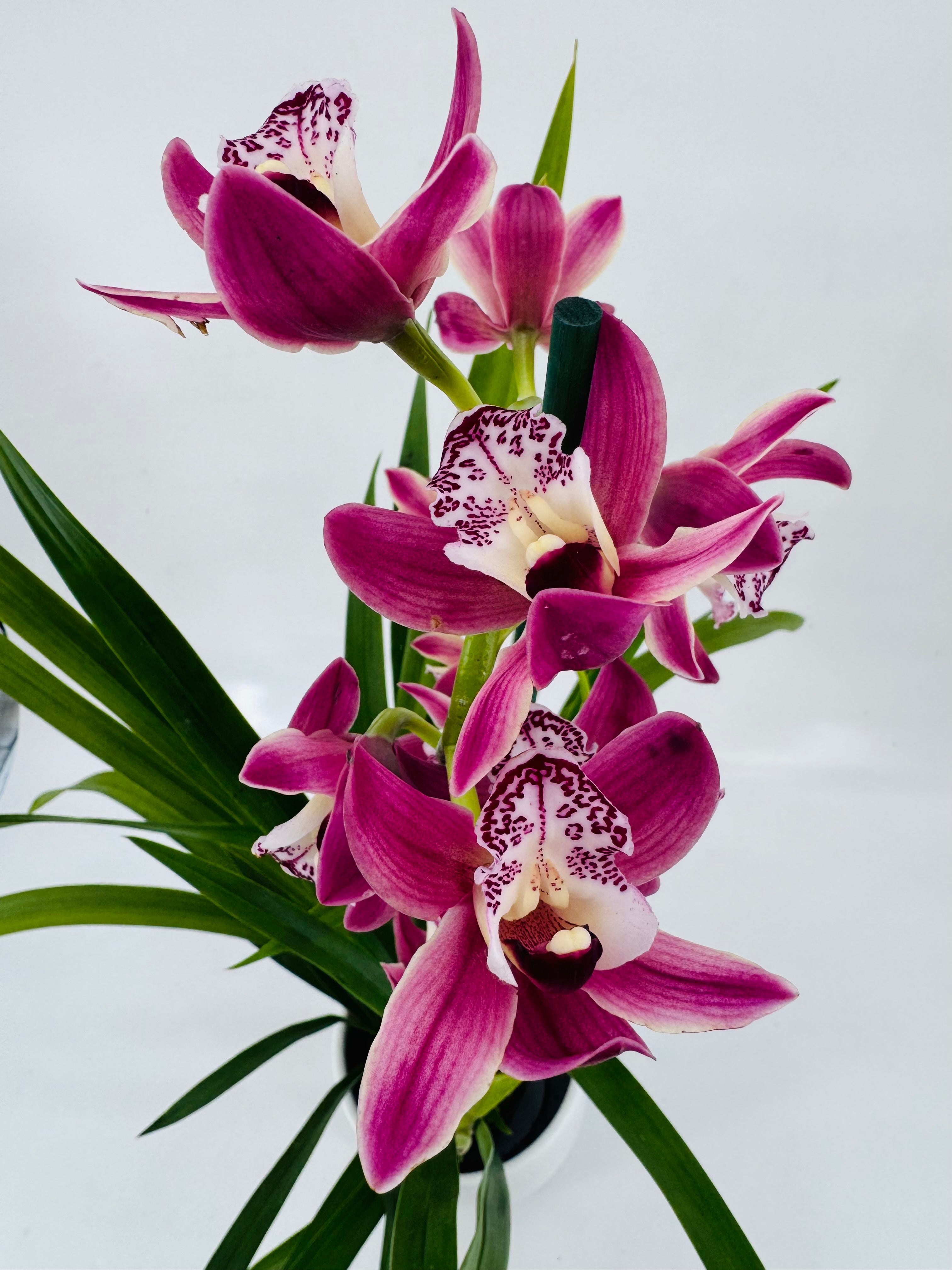 CYMBIDIUM MIX 1 VARA M14