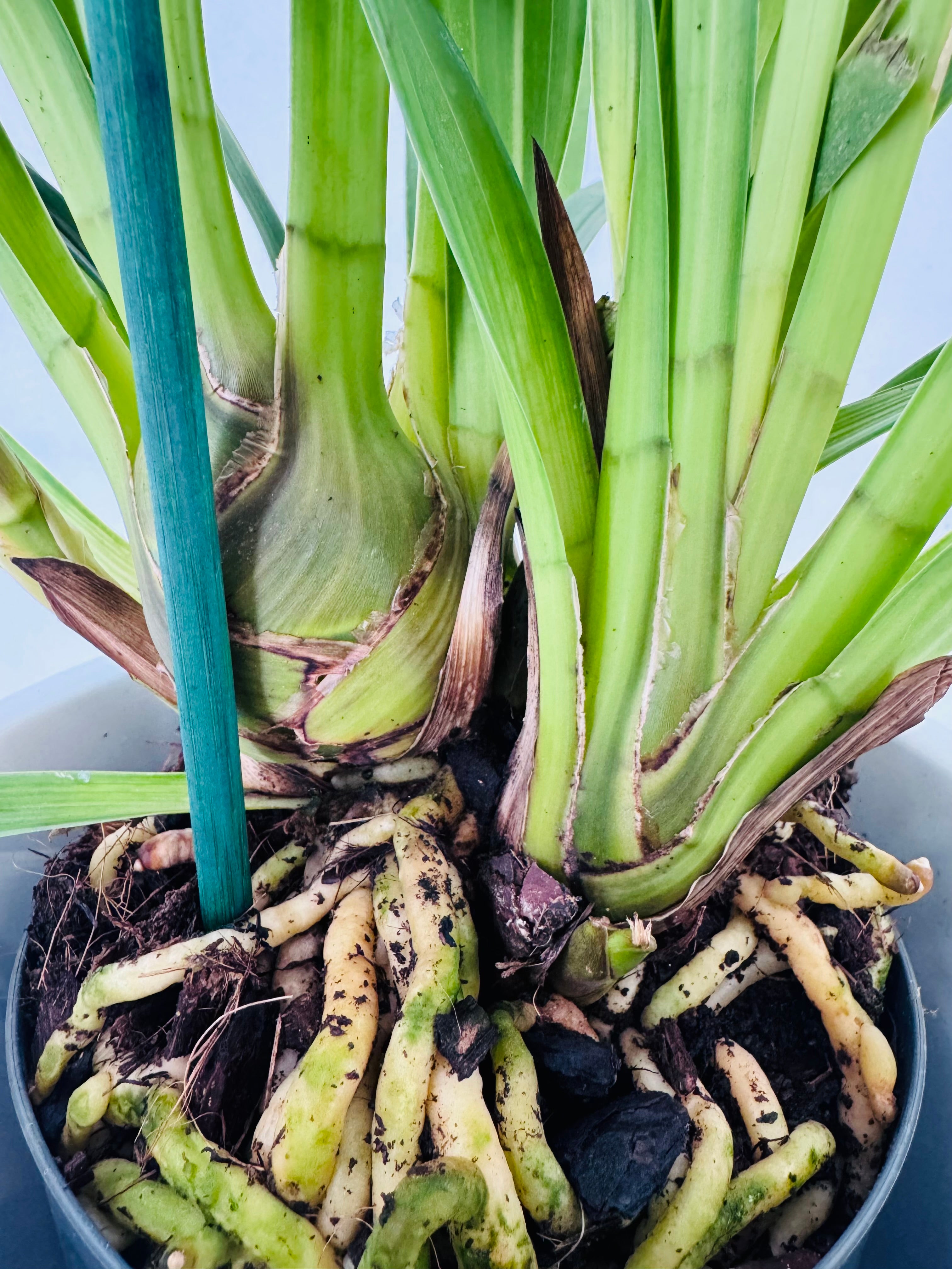 CYMBIDIUM MIX 1 VARA M14