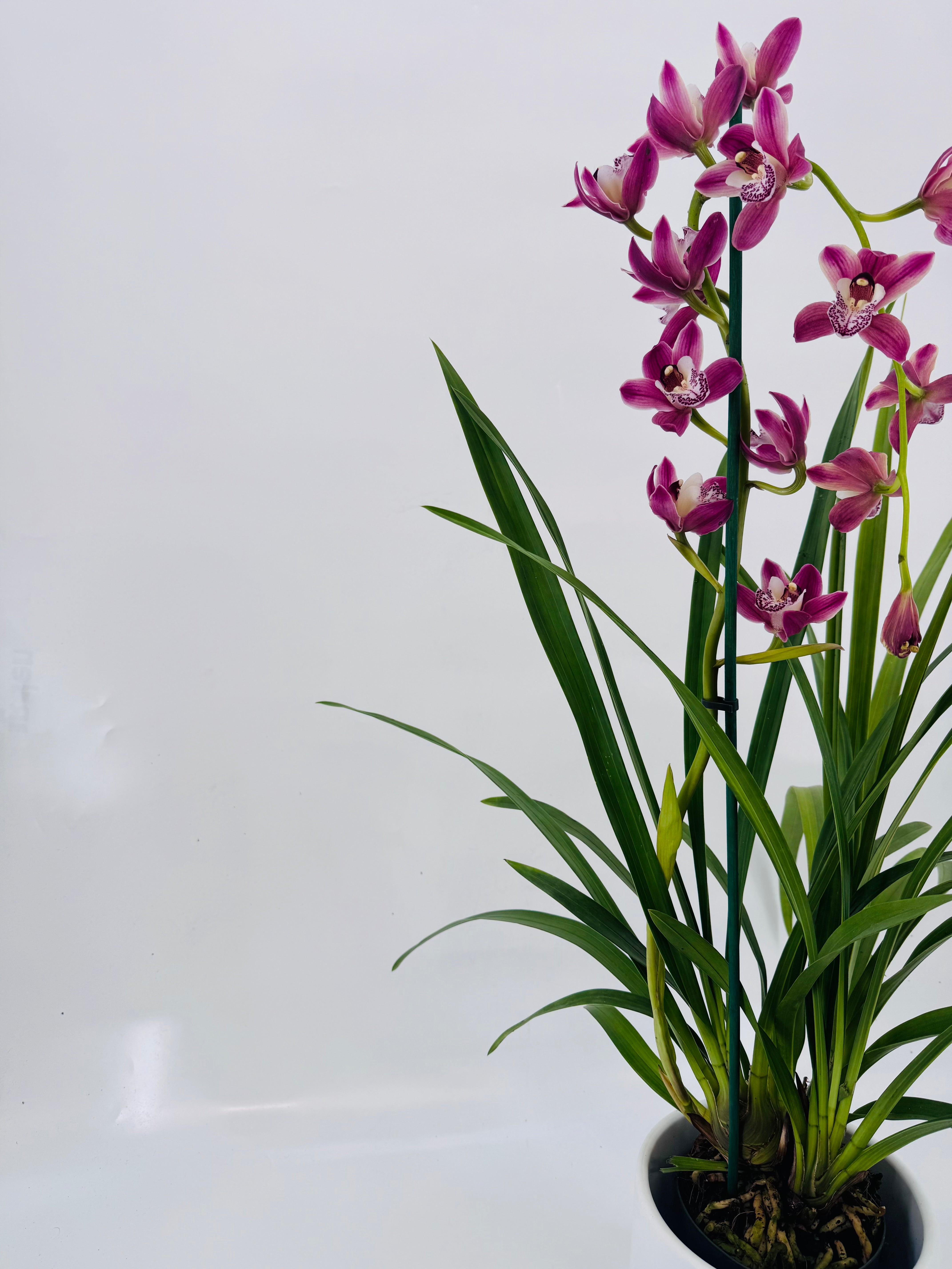 CYMBIDIUM MIX 1 VARA M14