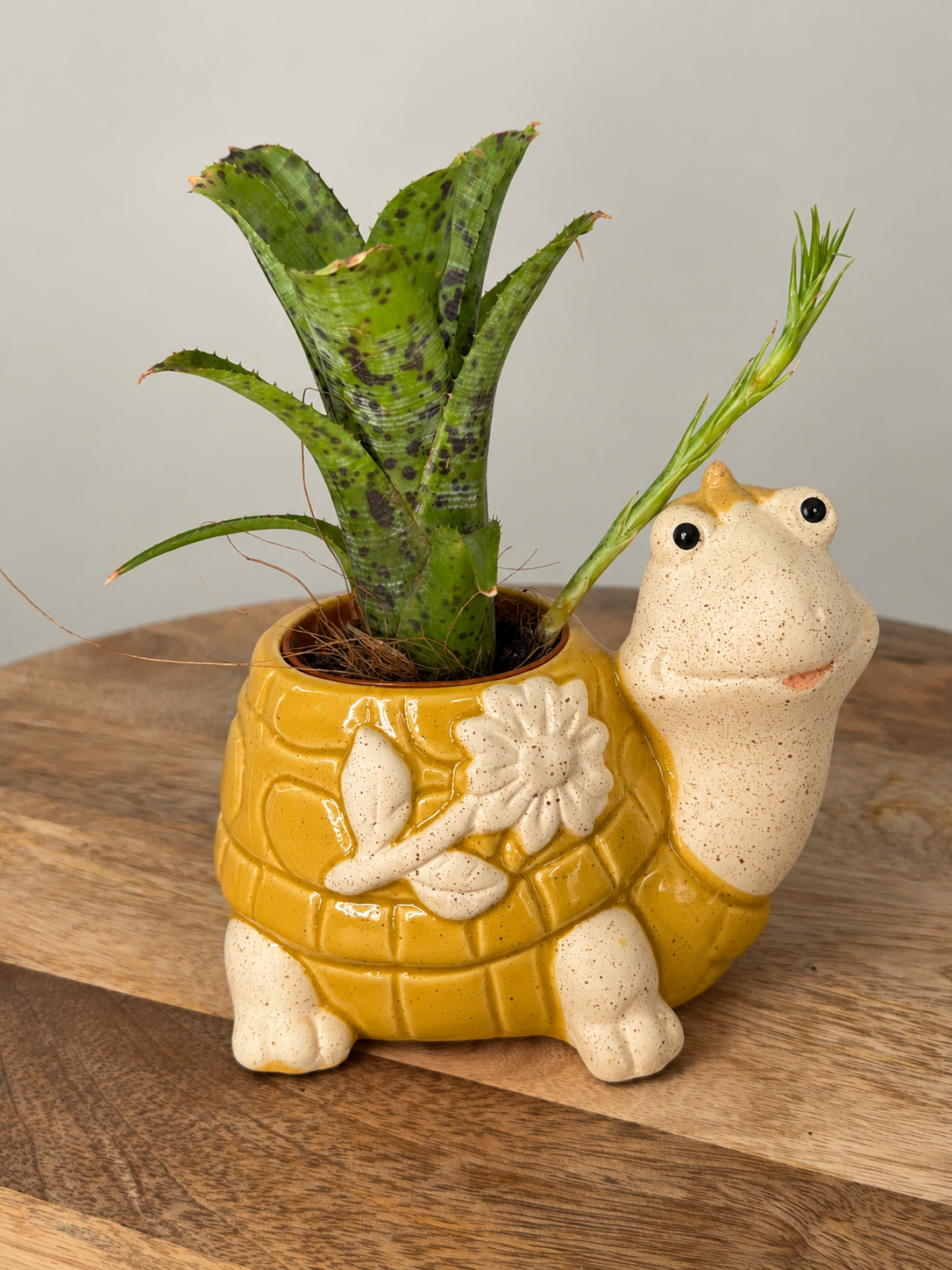 MACETA DE TORTUGA DE FLORES 11CM 3ASS