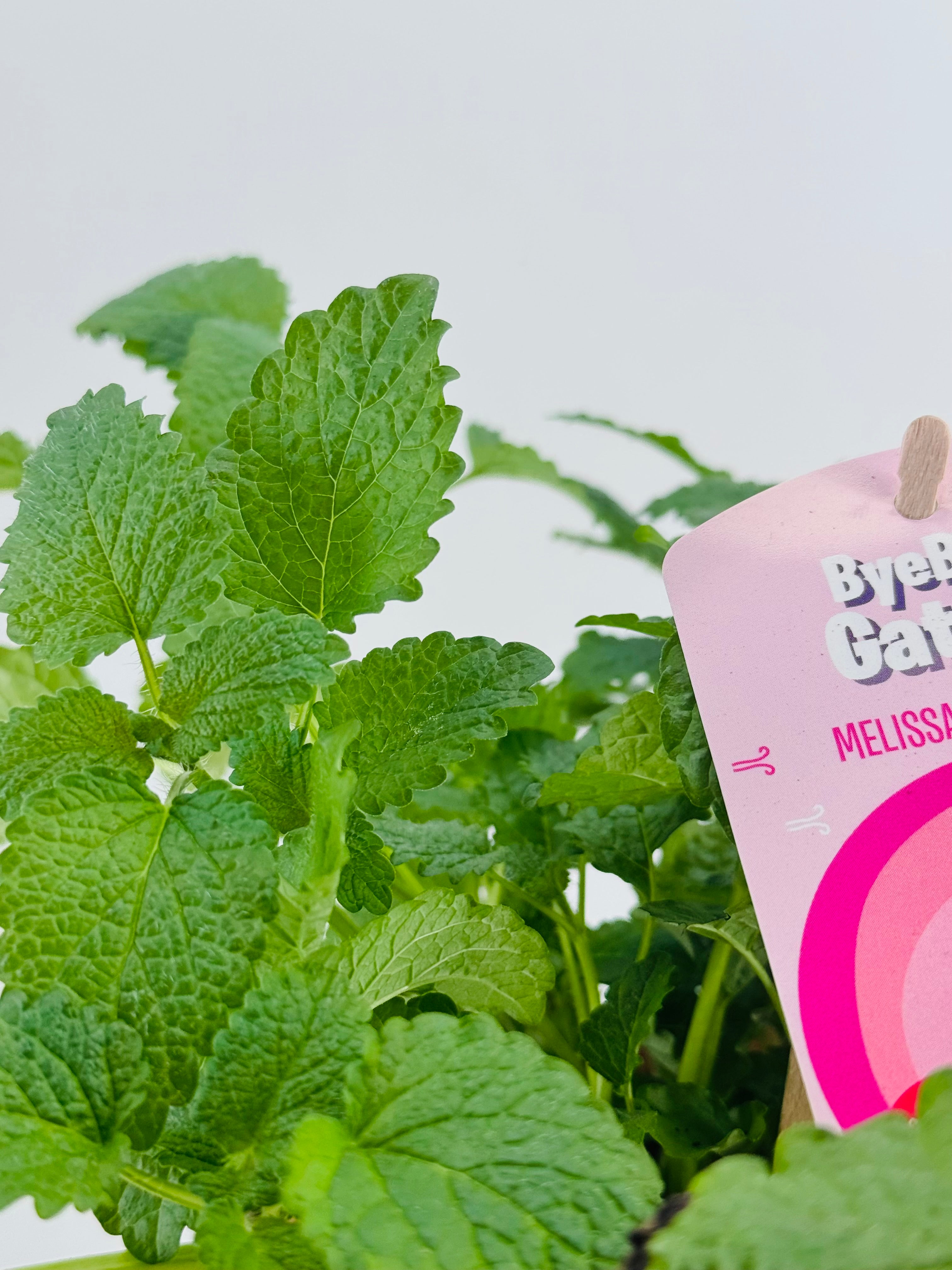 MELISSA OFFICINALIS BYE GATOS M13