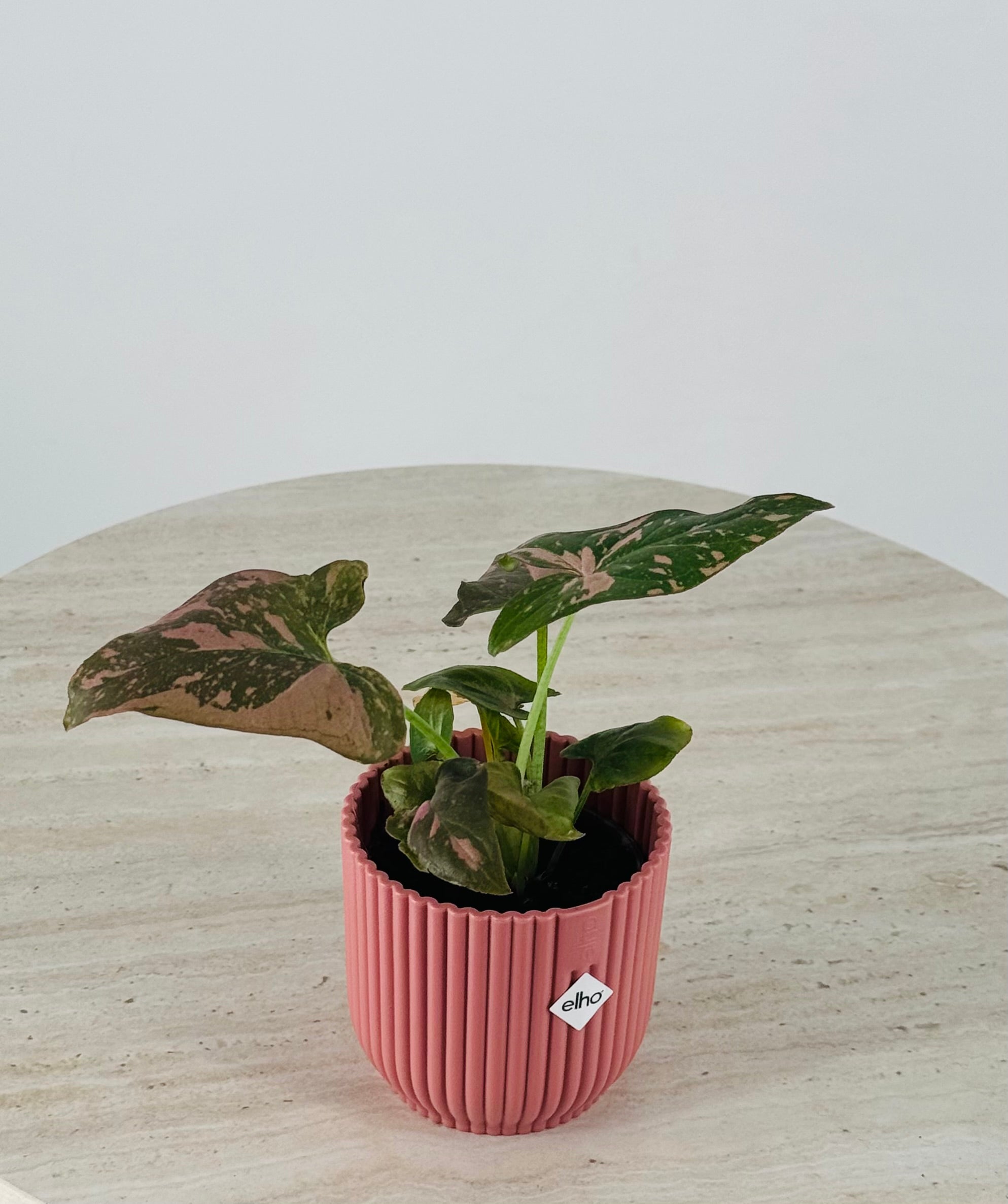 SYNGONIUM PINK SPLASH M6