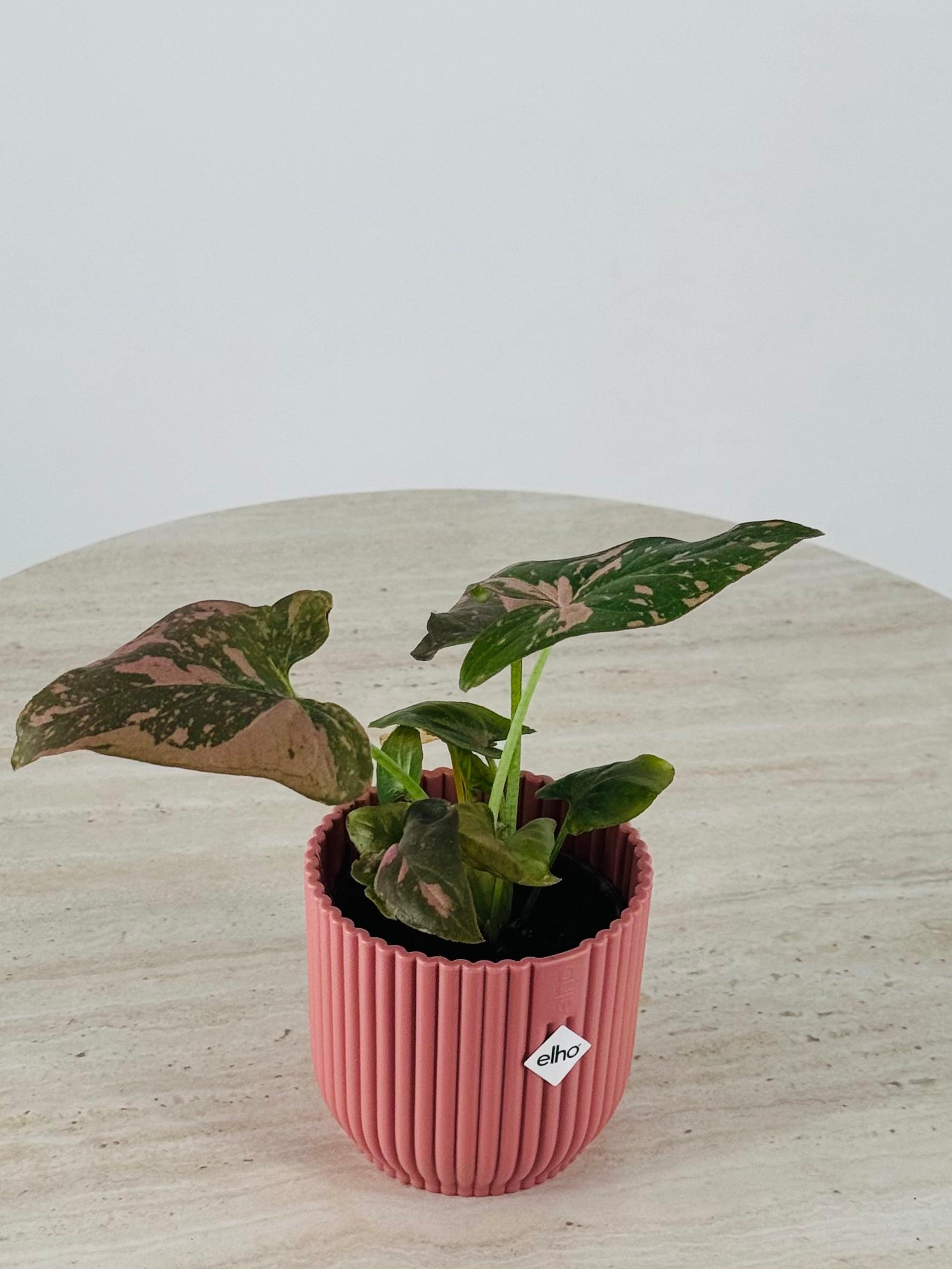 Planta Syngonium Pink Splash con hojas variegadas en rosa y verde en una maceta estriada de color rosa sobre mesa clara.