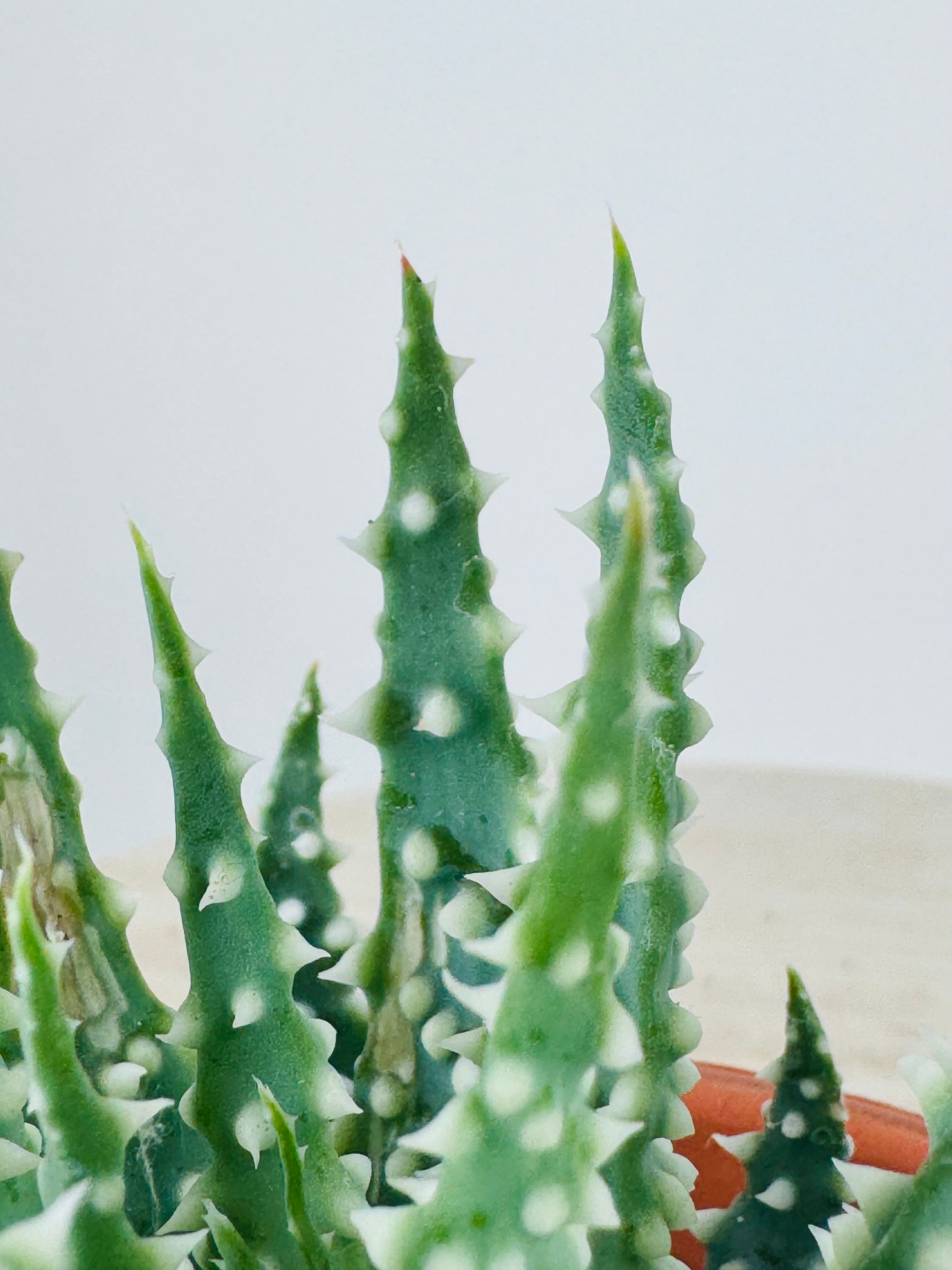 ALOE HUMILIS M8.5