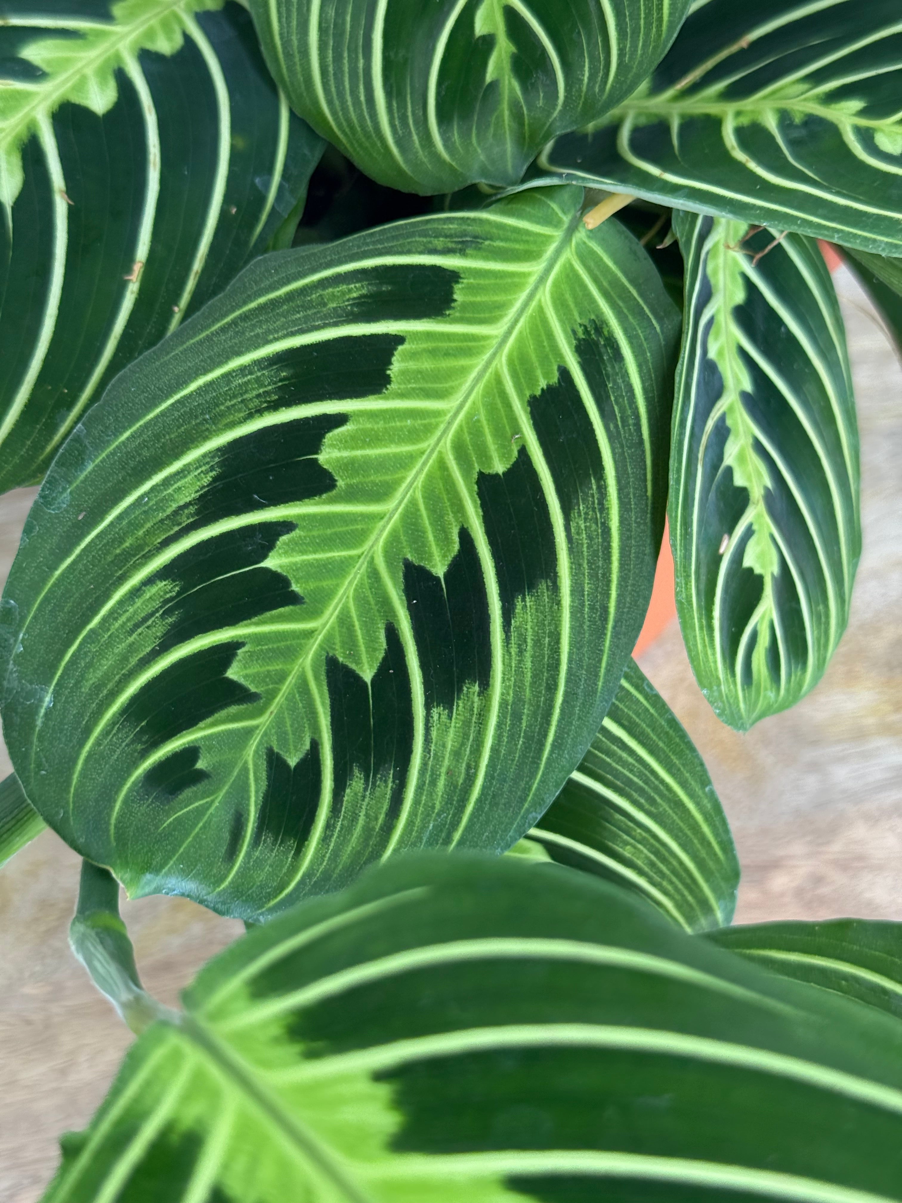 MARANTA MIX M15