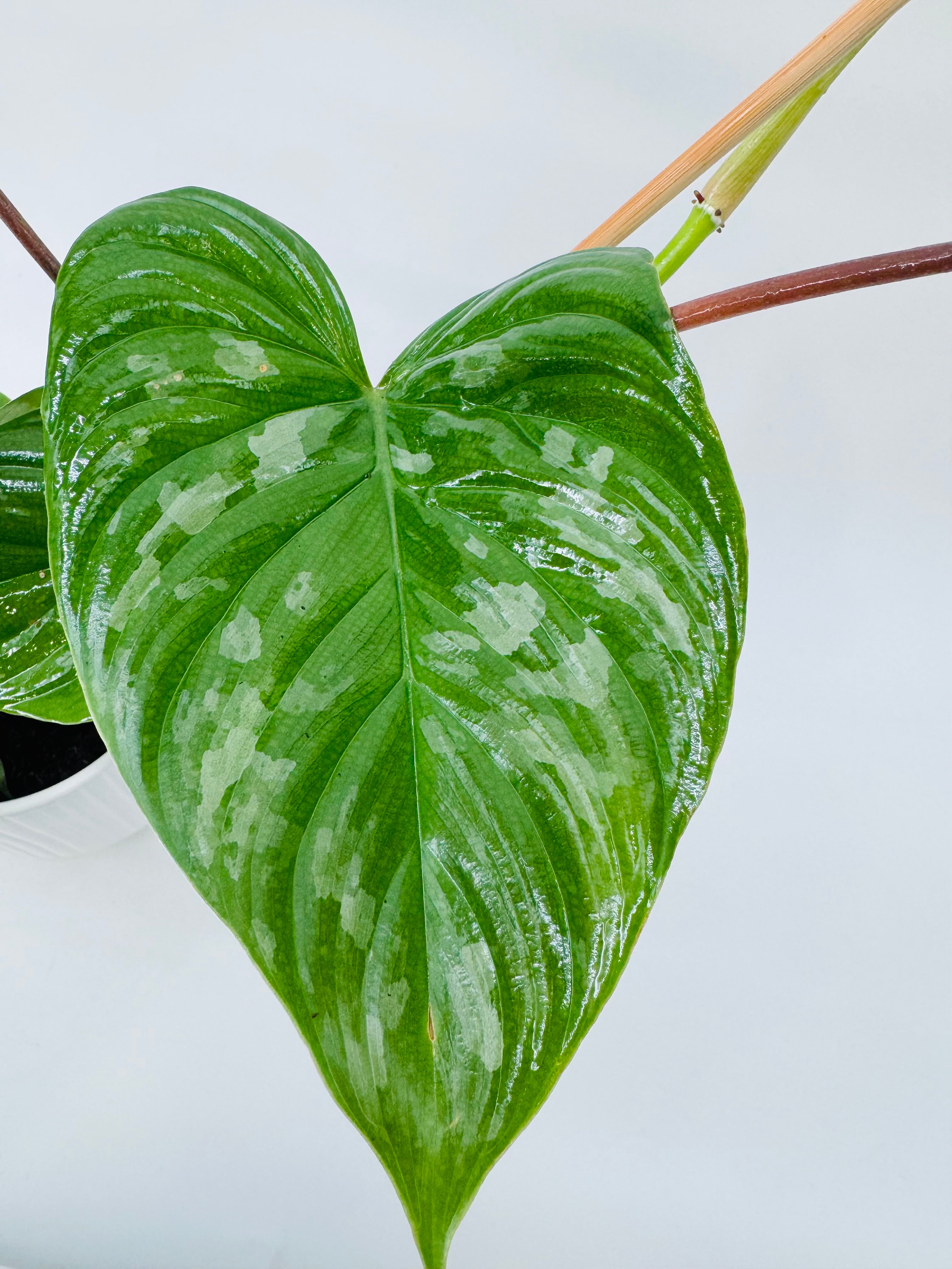 Philodendron Majestic M13 con hoja verde oscuro aterciopelada, nervaduras claras y manchas plateadas.