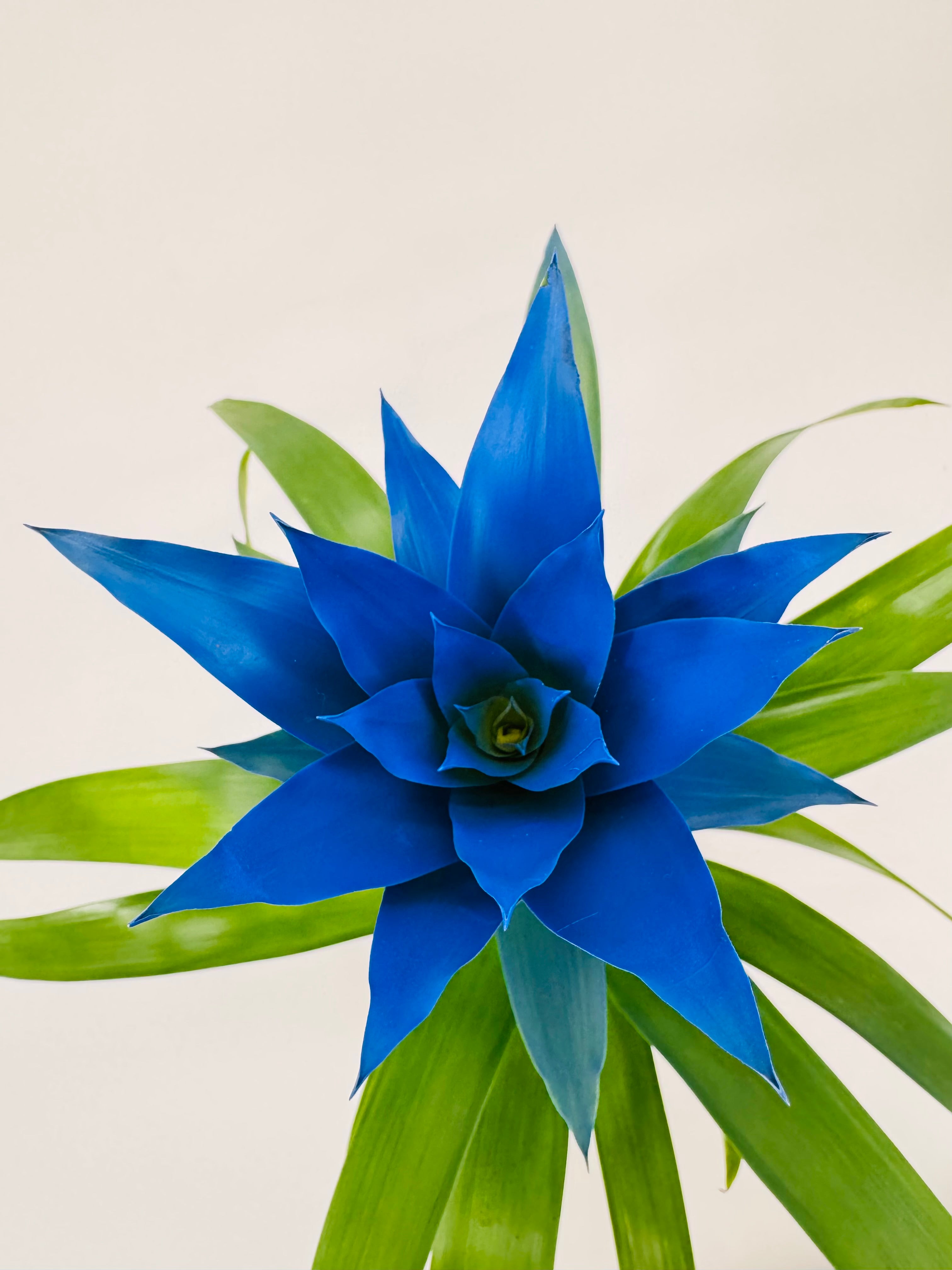 GUZMANIA HYBRID OCEAN BLUE M13