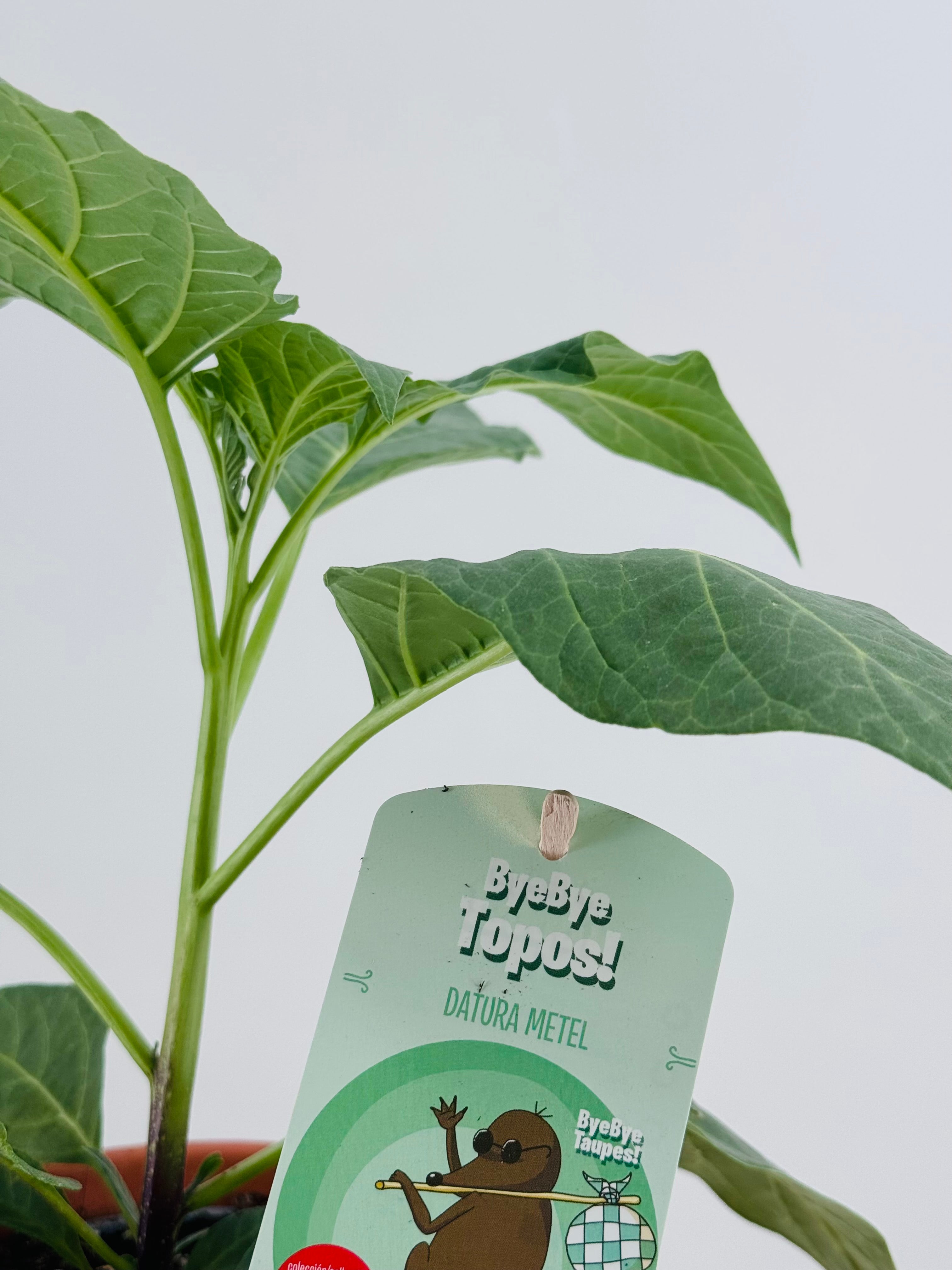 DATURA METEL M13 BYE TOPOS