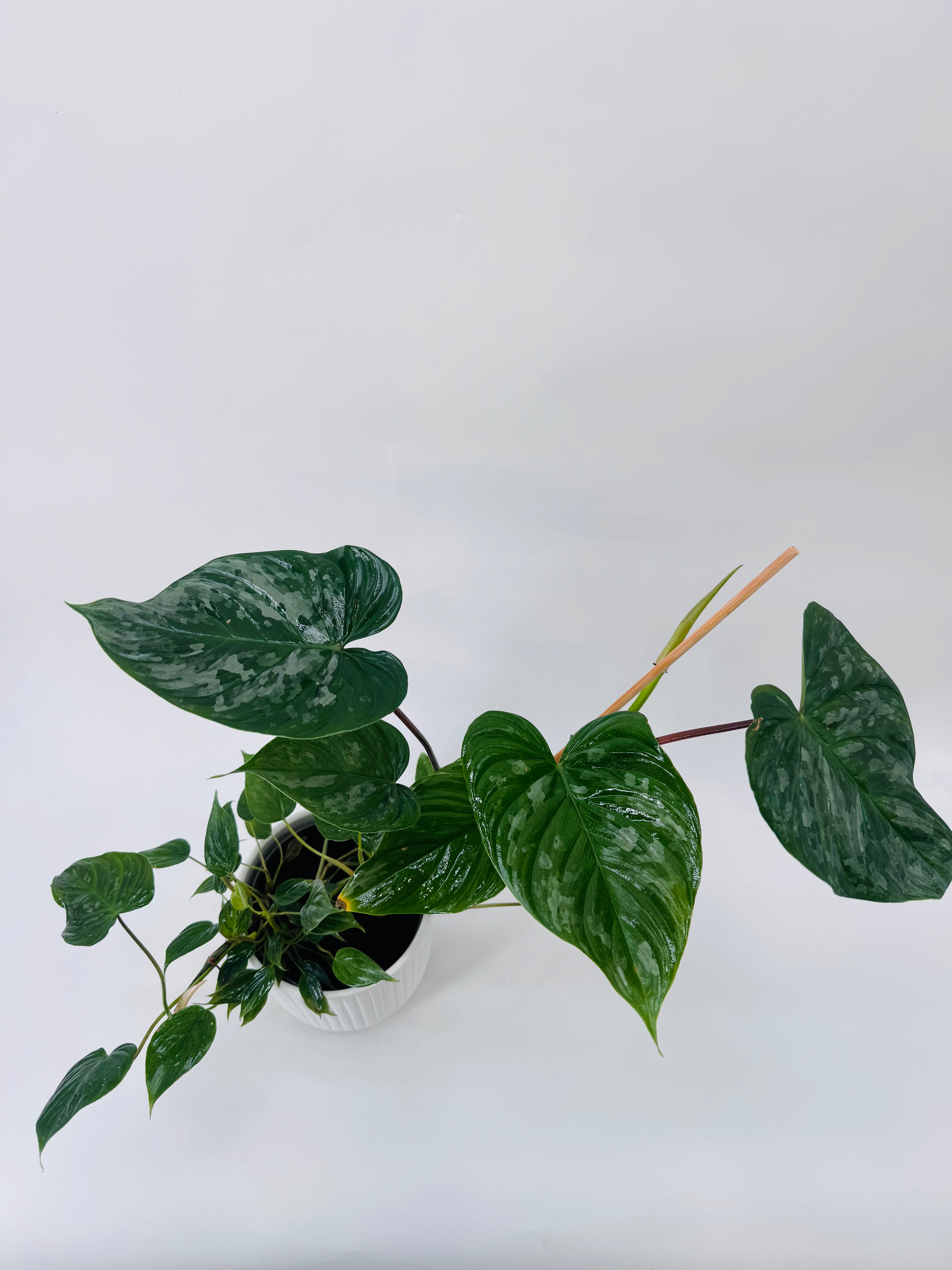 PHILODENDRON MAJESTIC M13