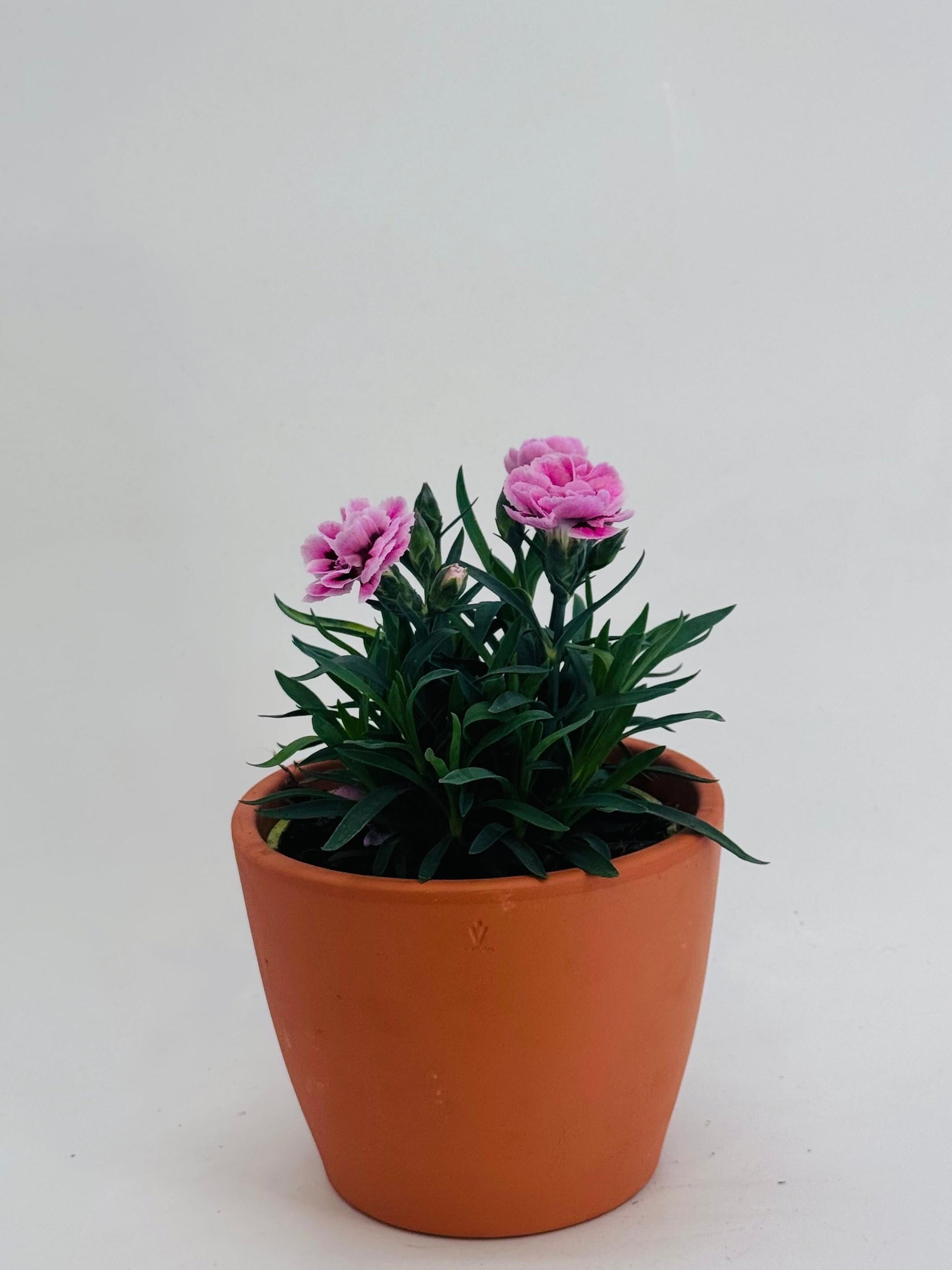 DIANTHUS SUNFLOR FM13