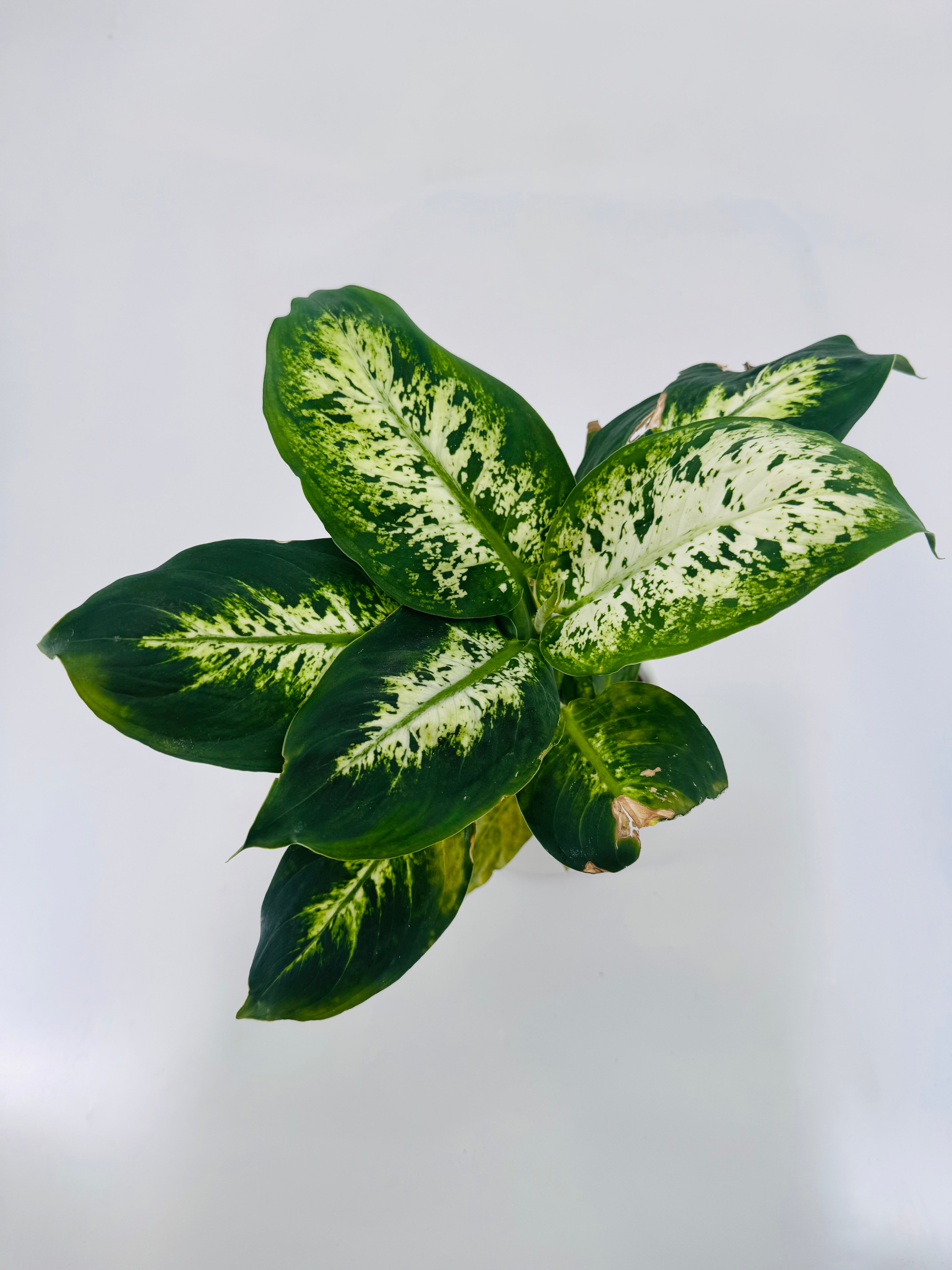 DIEFFEMBACHIA CAMILLA M12