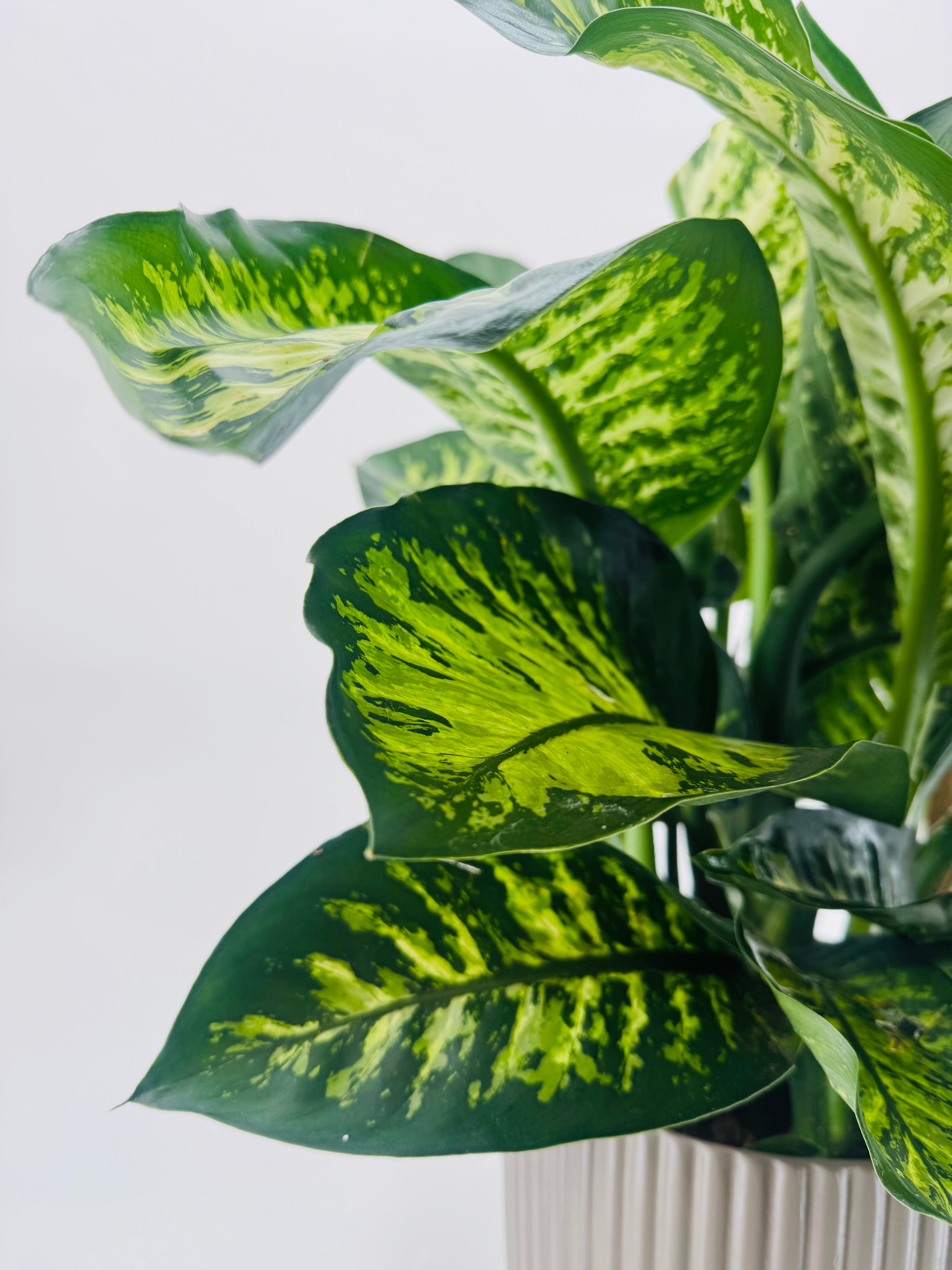 DIEFFENBACHIA SEG. MAROBA M21