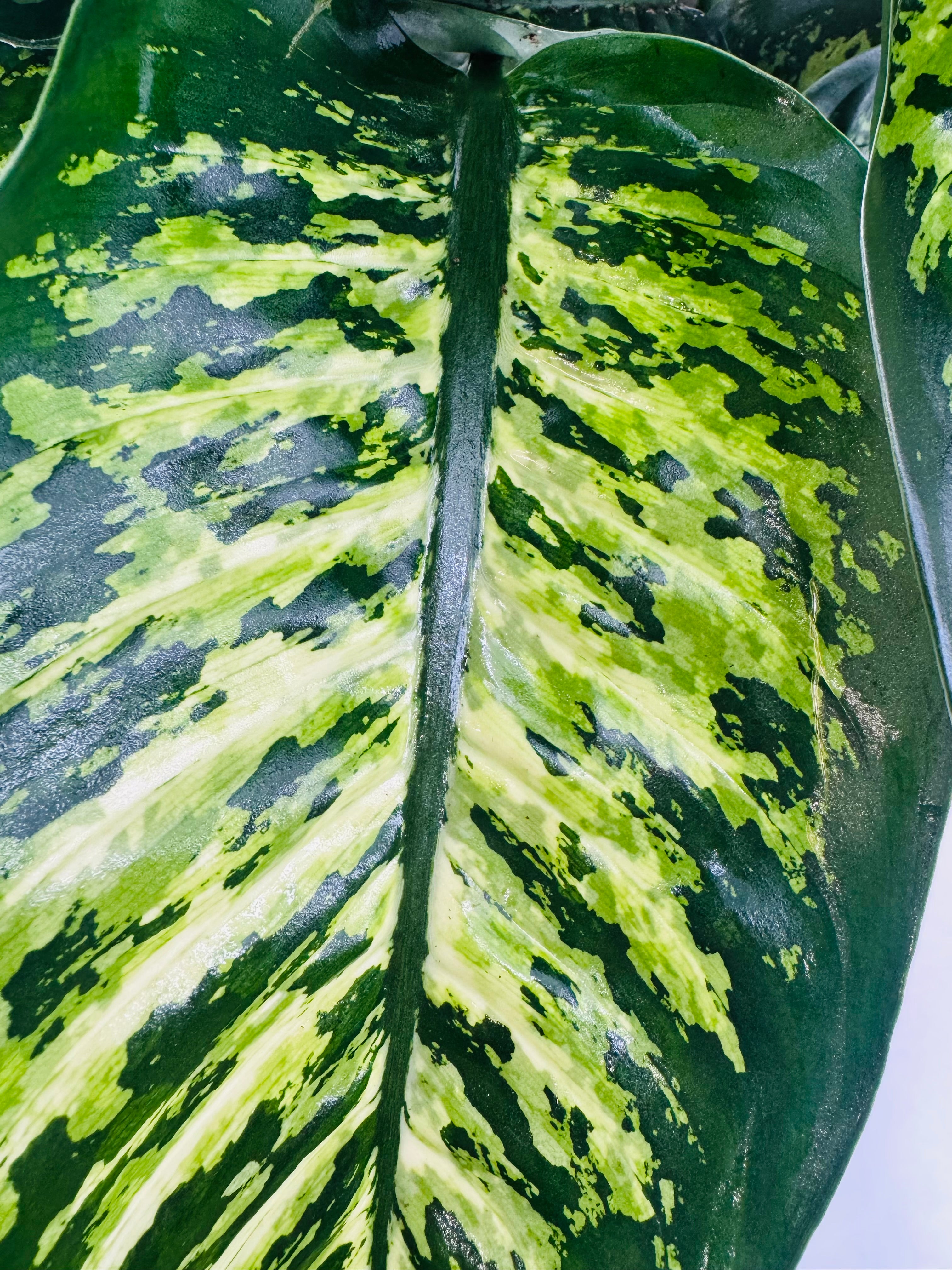 DIEFFENBACHIA SEG. MAROBA M21