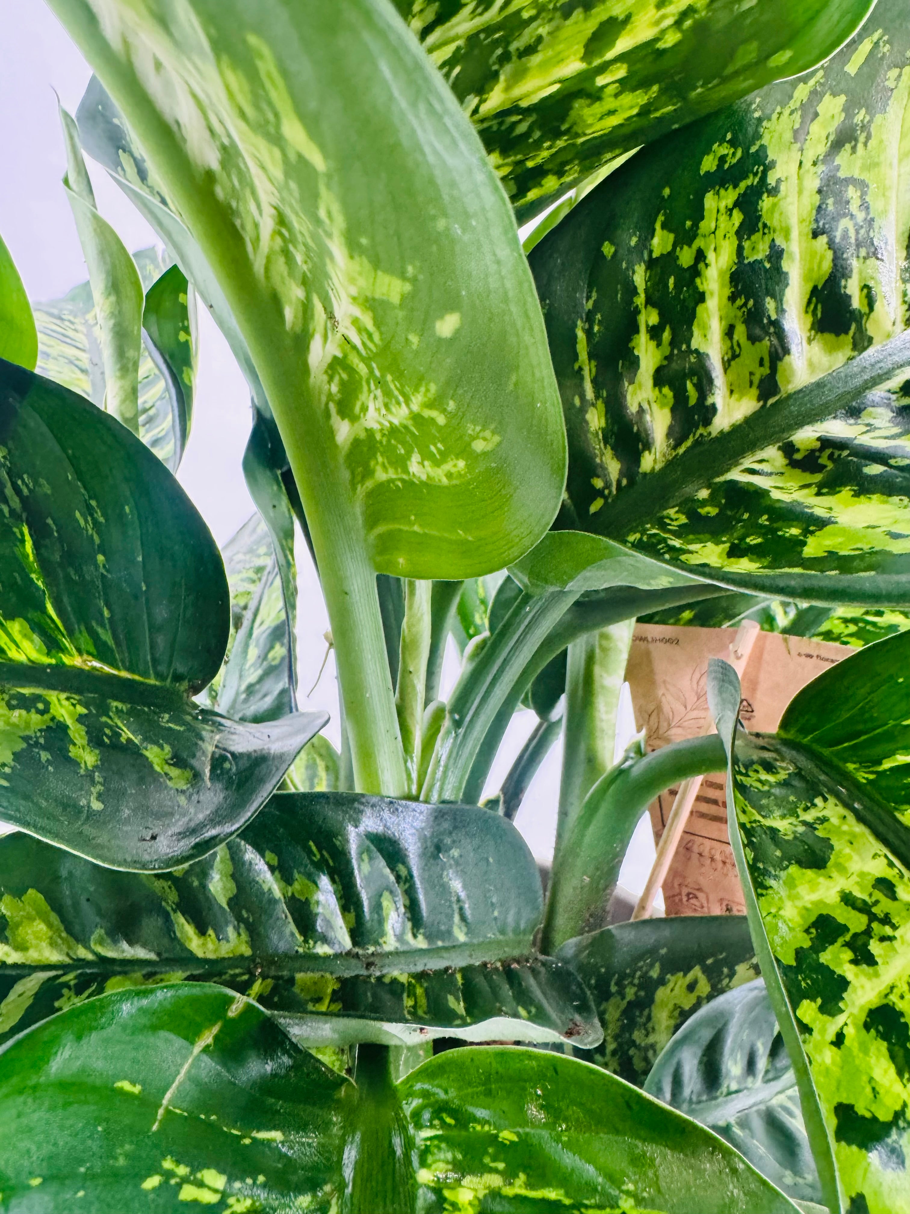 DIEFFENBACHIA SEG. MAROBA M21