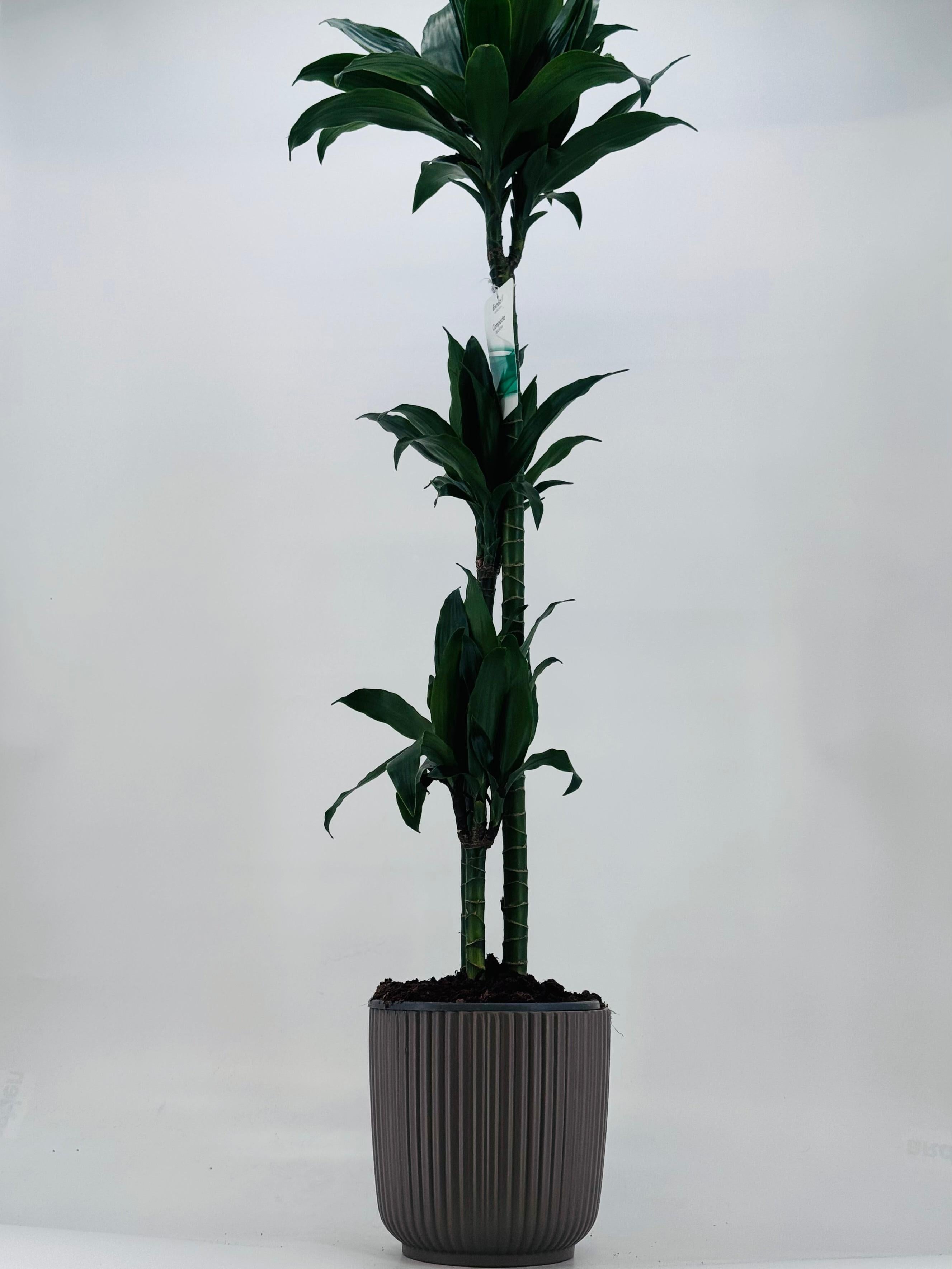 DRACAENA COMPACTA C22 90.60.30CM