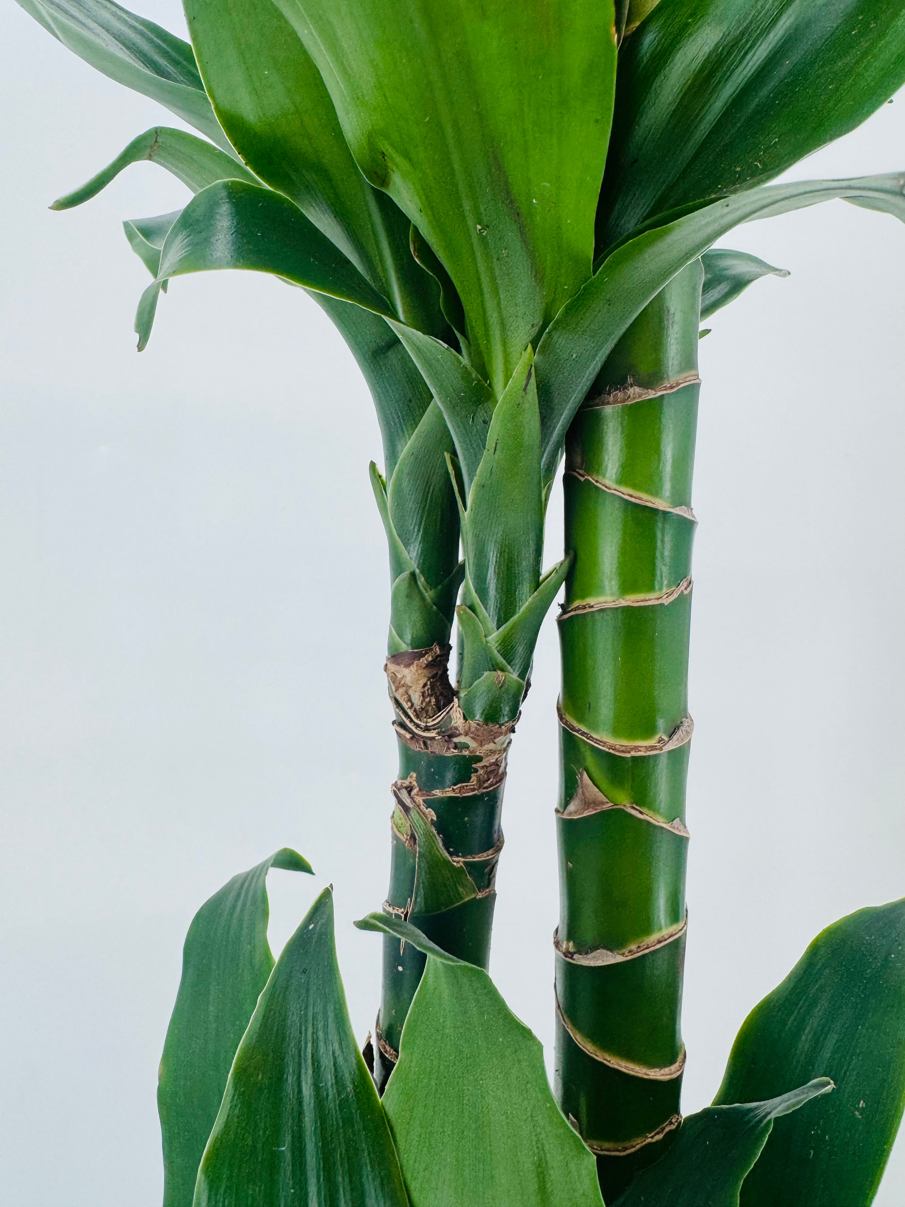 DRACAENA COMPACTA C22 90.60.30CM