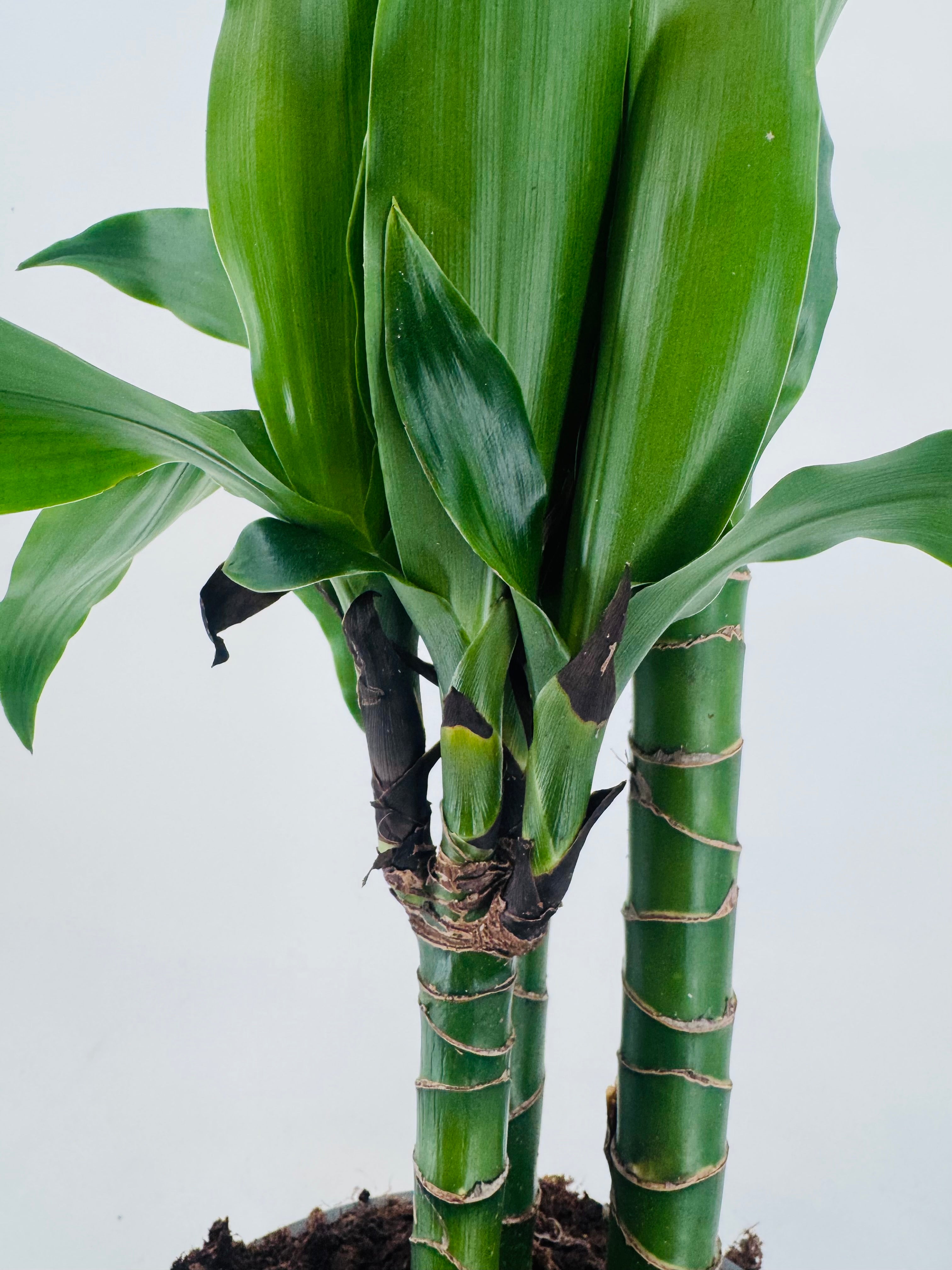 DRACAENA COMPACTA C22 90.60.30CM