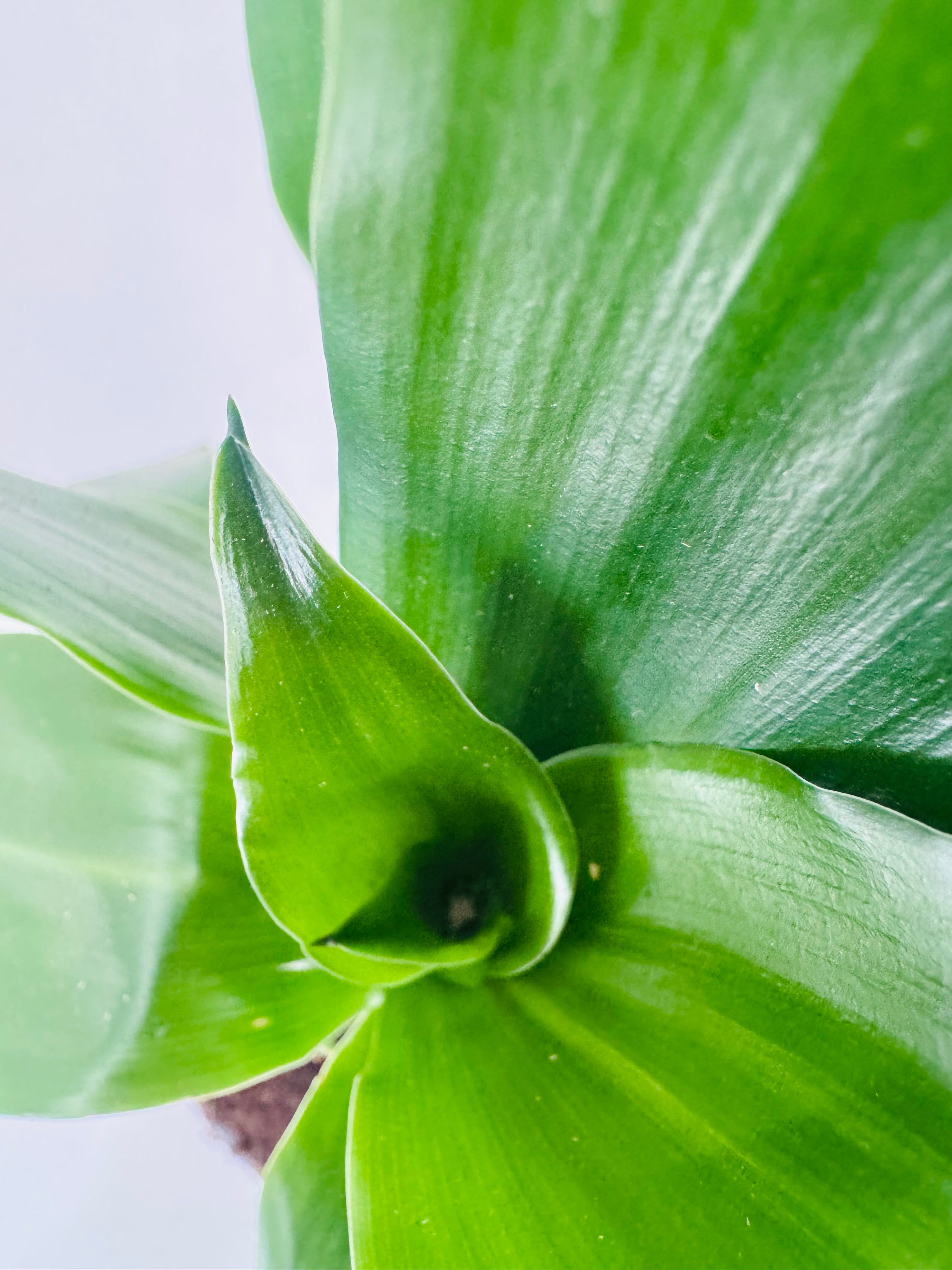 DRACAENA COMPACTA C22 90.60.30CM
