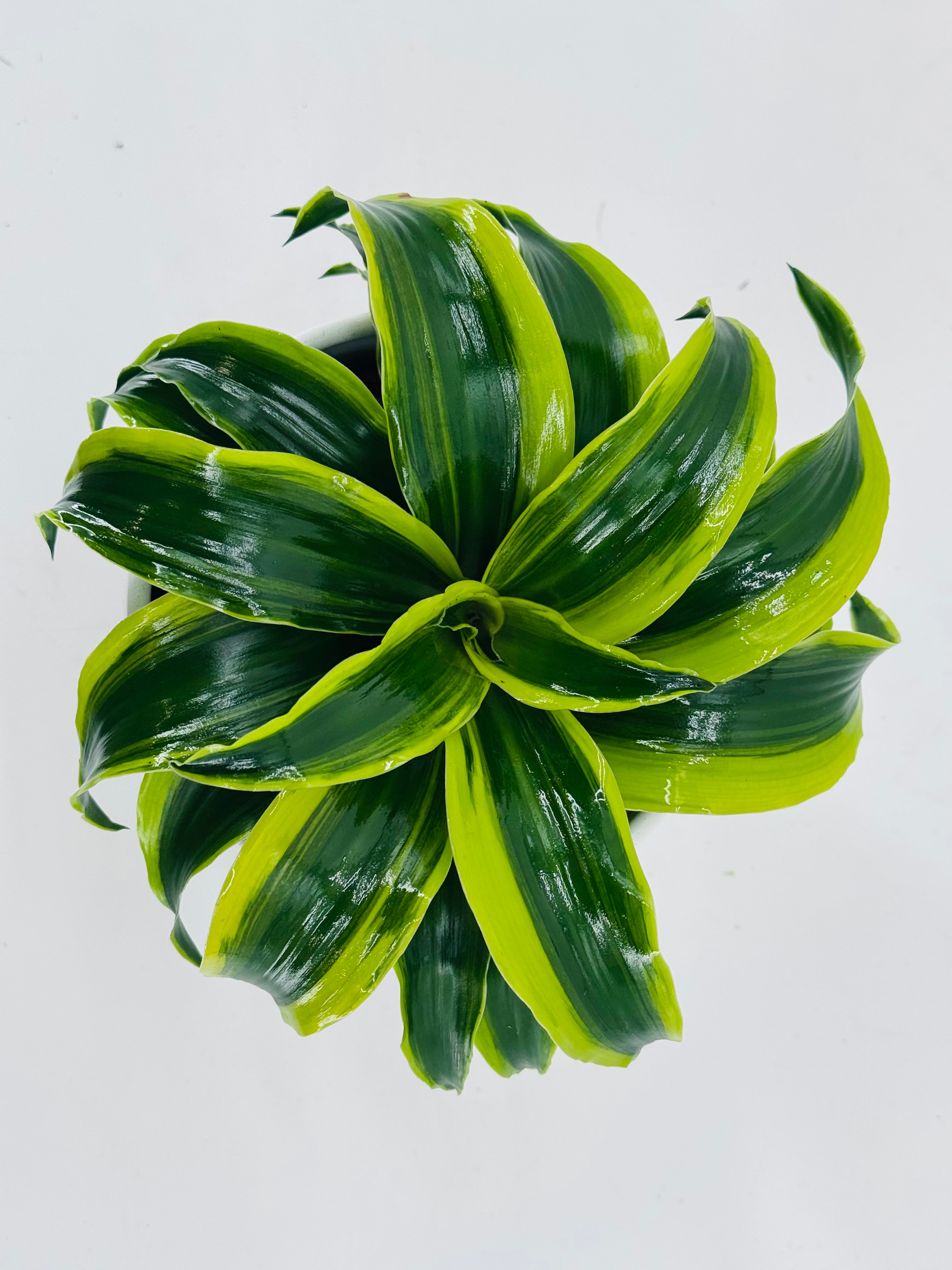 DRACAENA DRAGON MIX M12