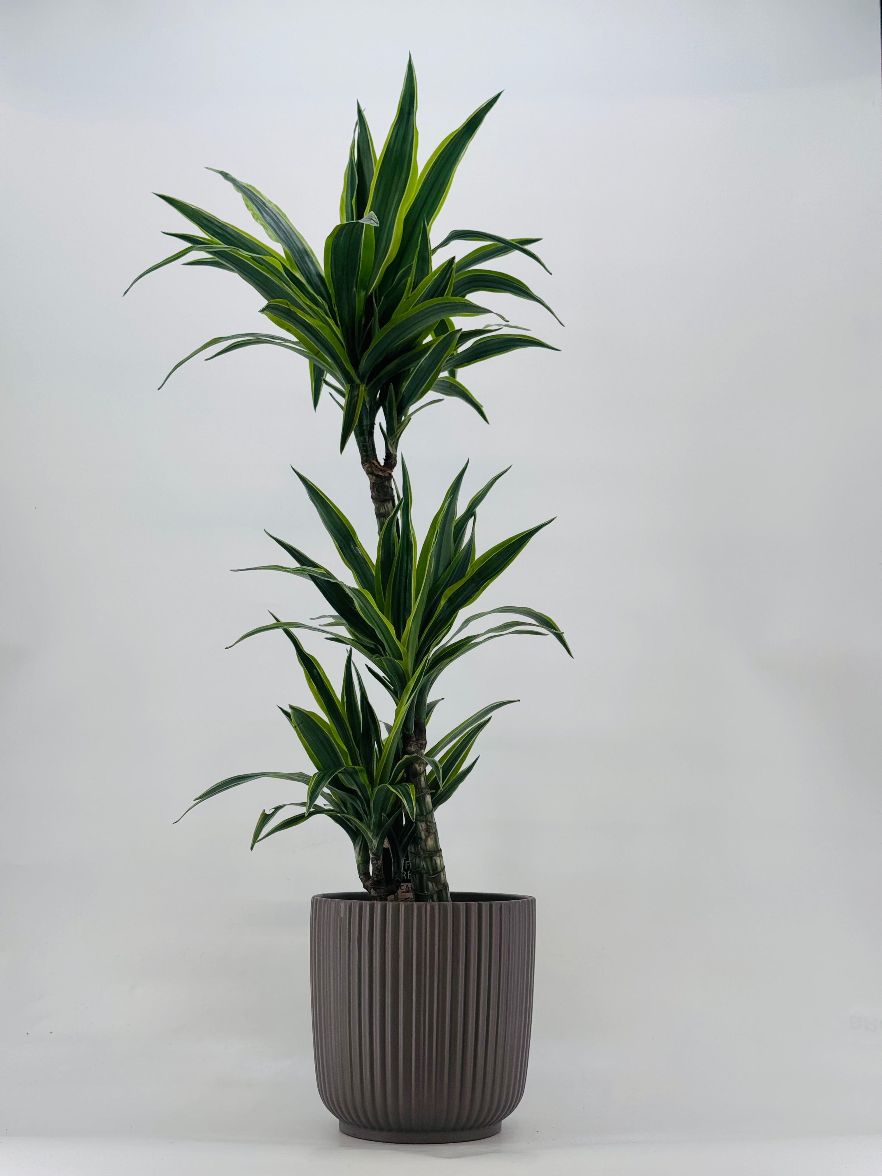 DRACAENA LEMON LIME C20