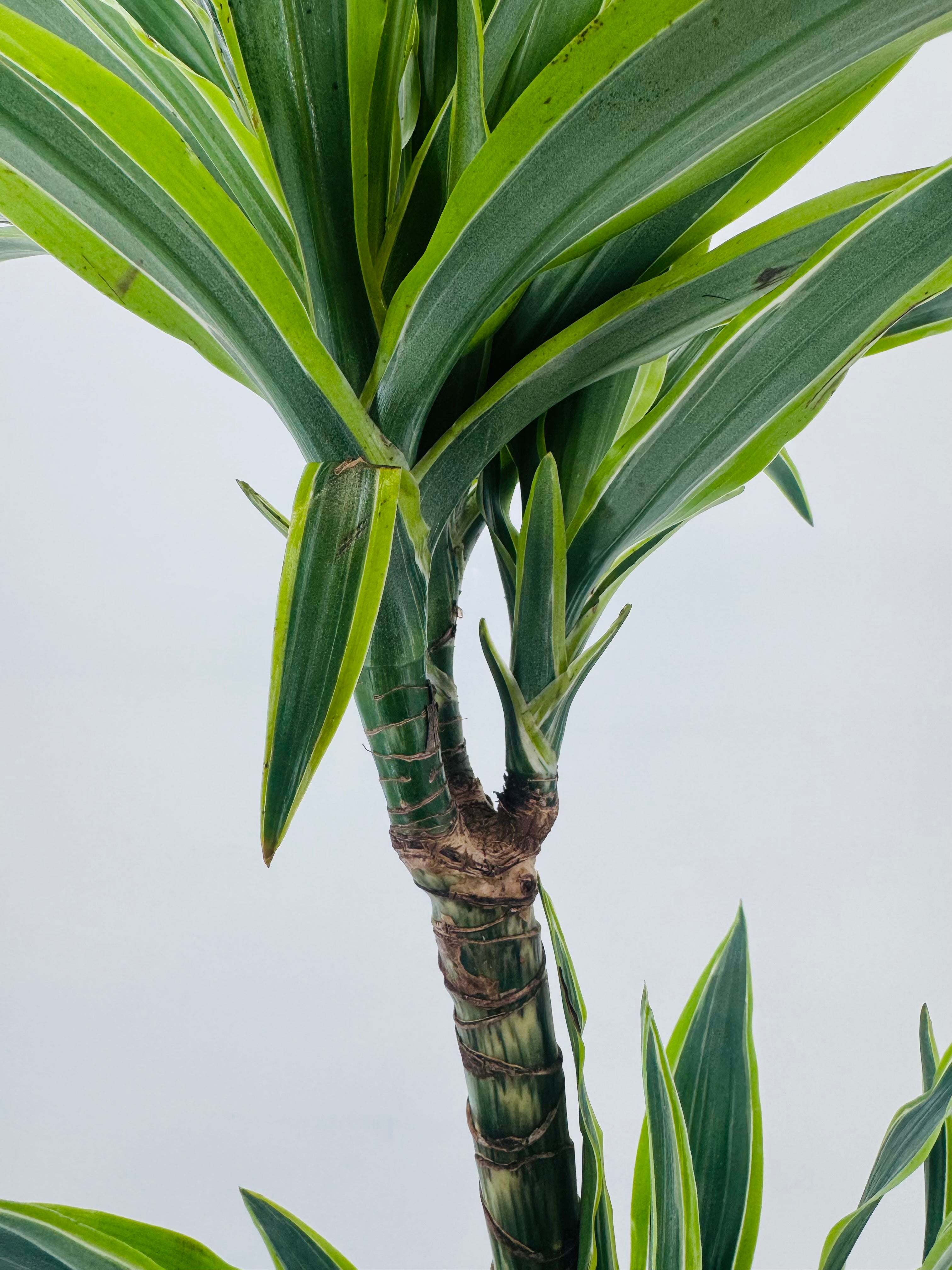 DRACAENA LEMON LIME C20