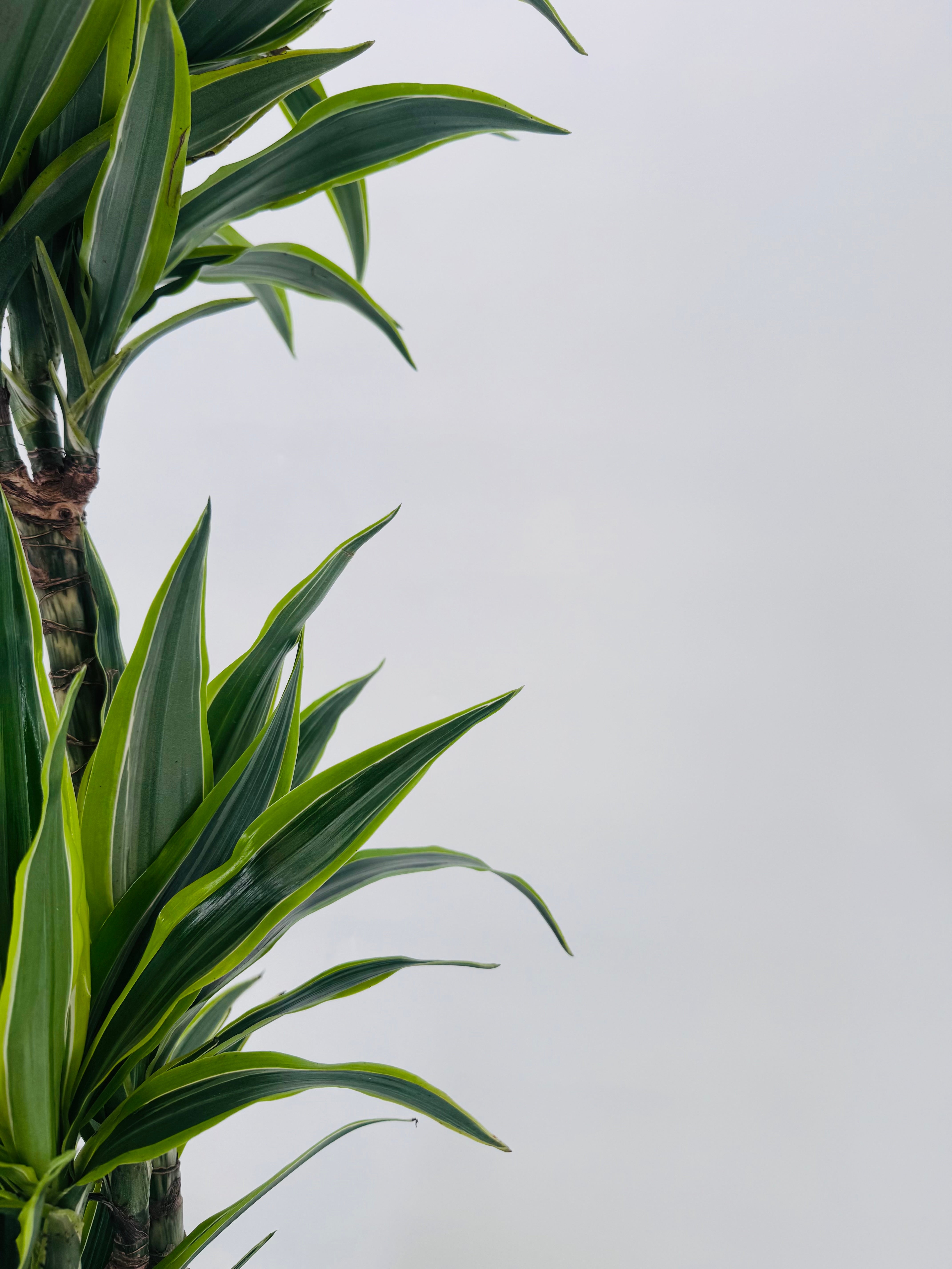 DRACAENA LEMON LIME C20