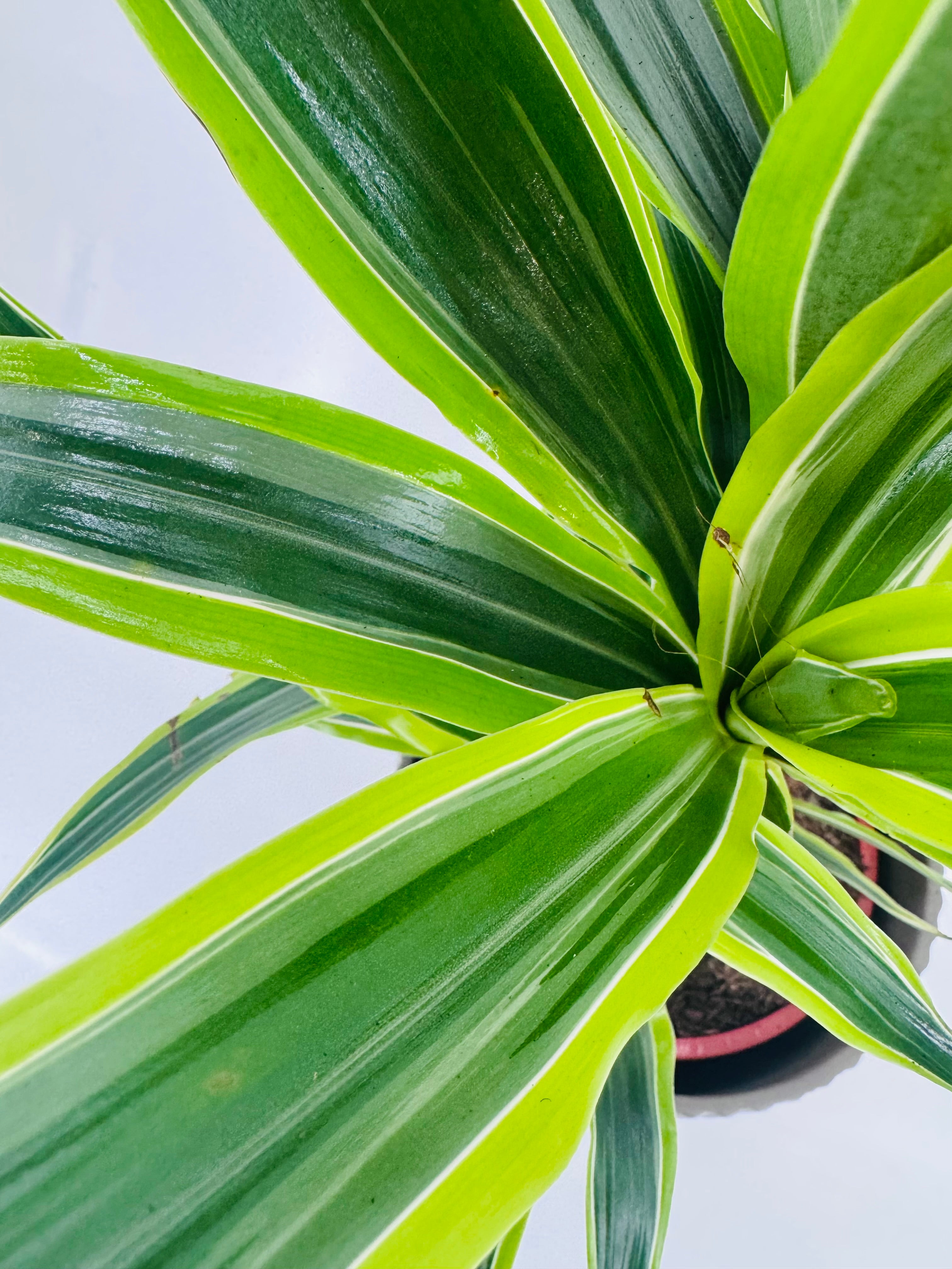 Dracaena 'Lemon Lime' C20 con hojas verde intenso y franjas amarillo lima en maceta negra.