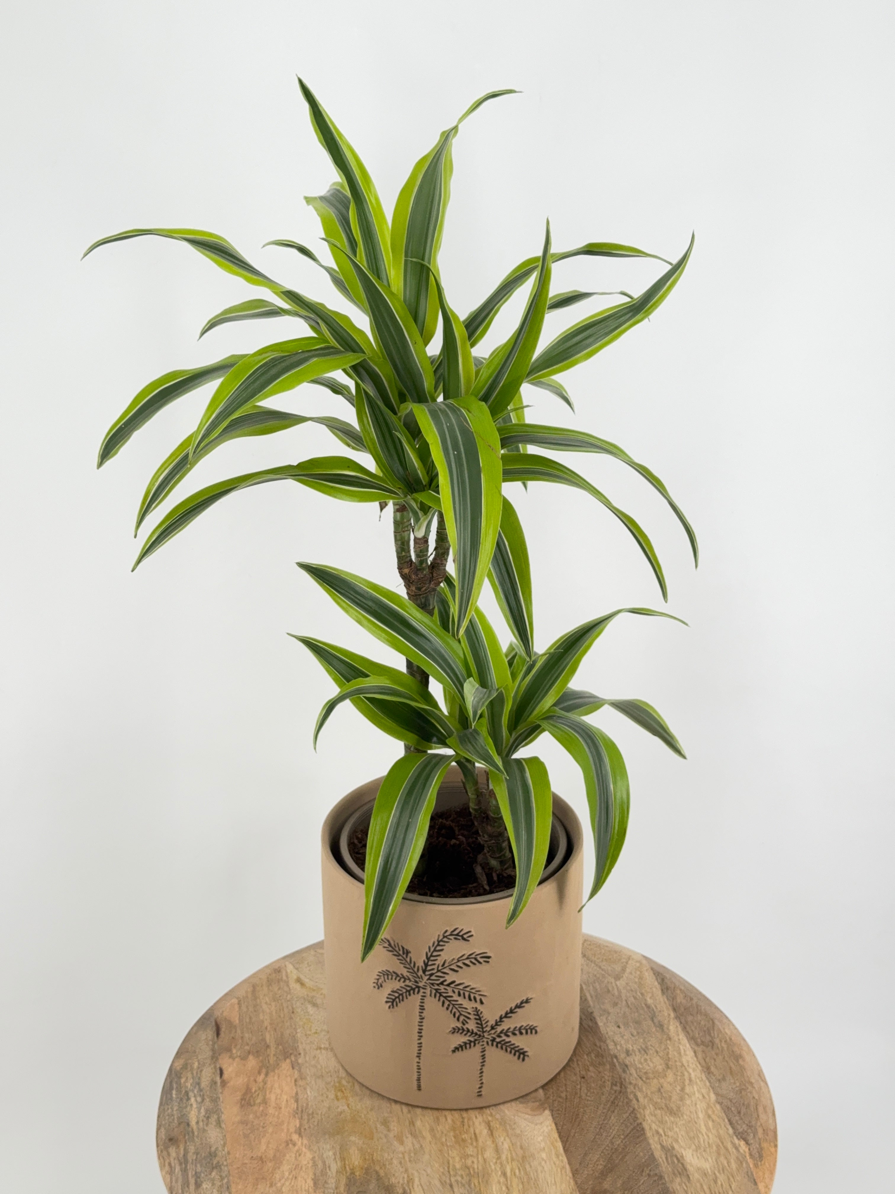 DRACAENA LEMON LIME C20