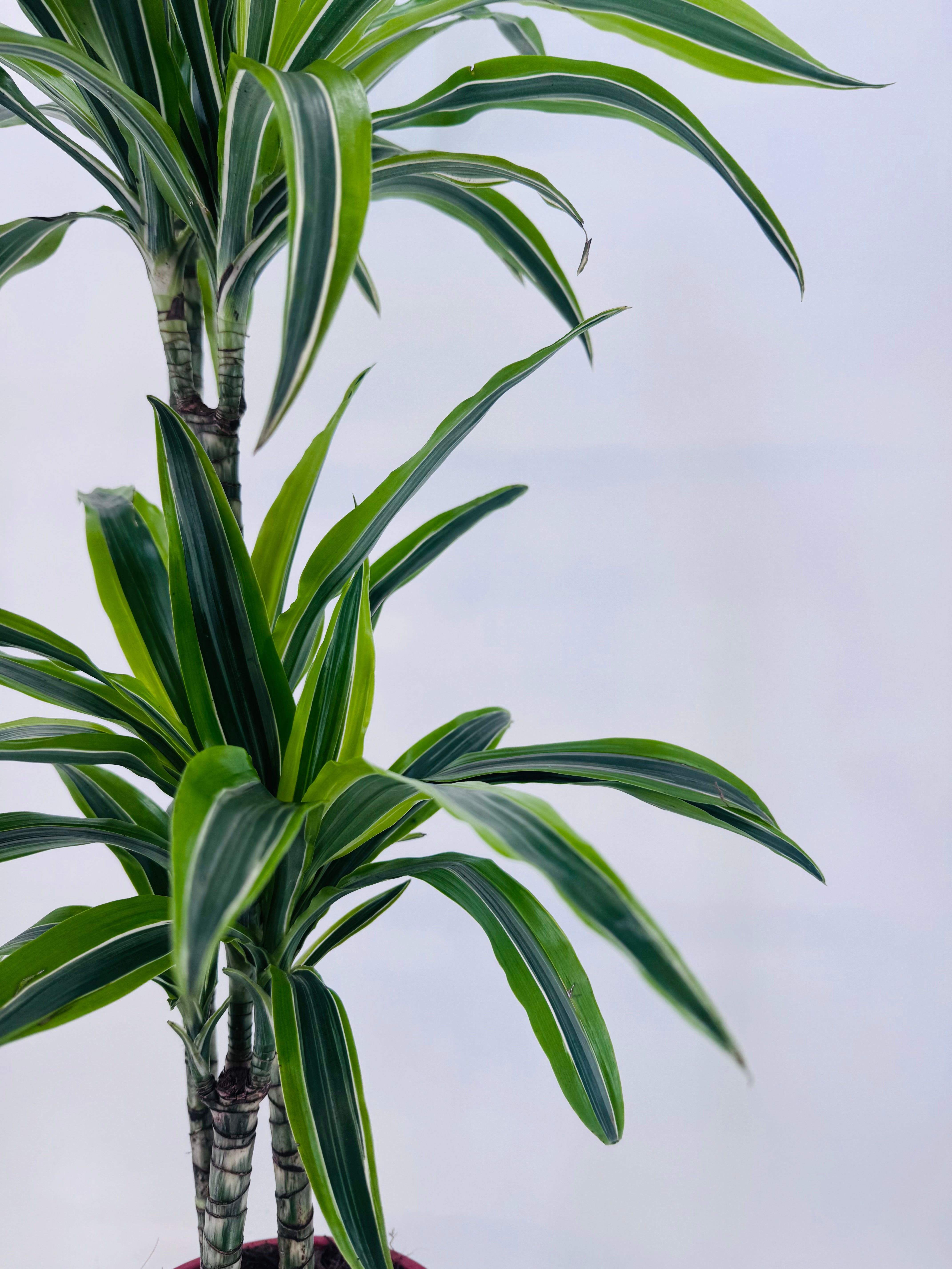 DRACAENA LEMON LIME C25 120.90.60.30CM