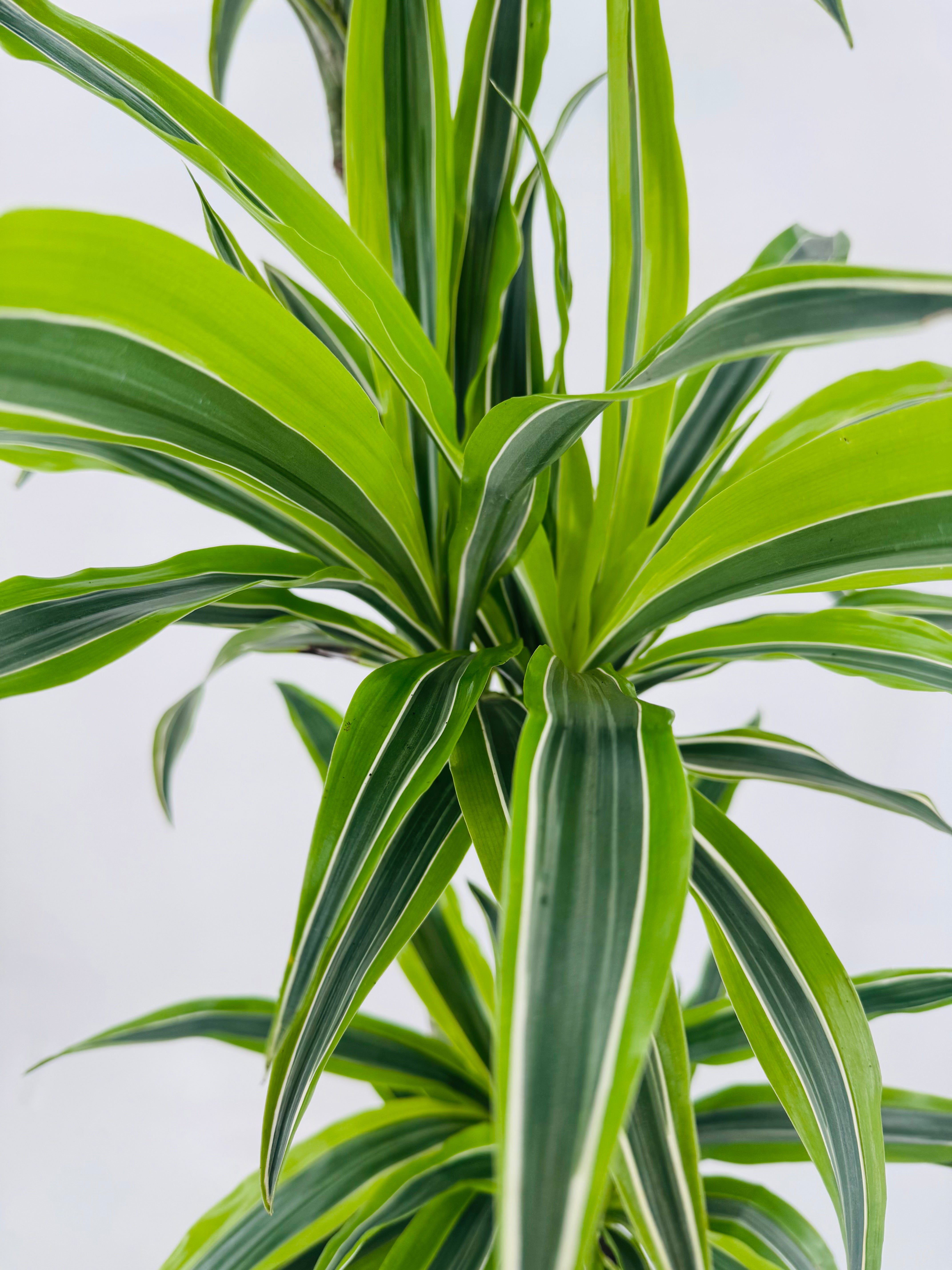 DRACAENA LEMON LIME C25 120.90.60.30CM