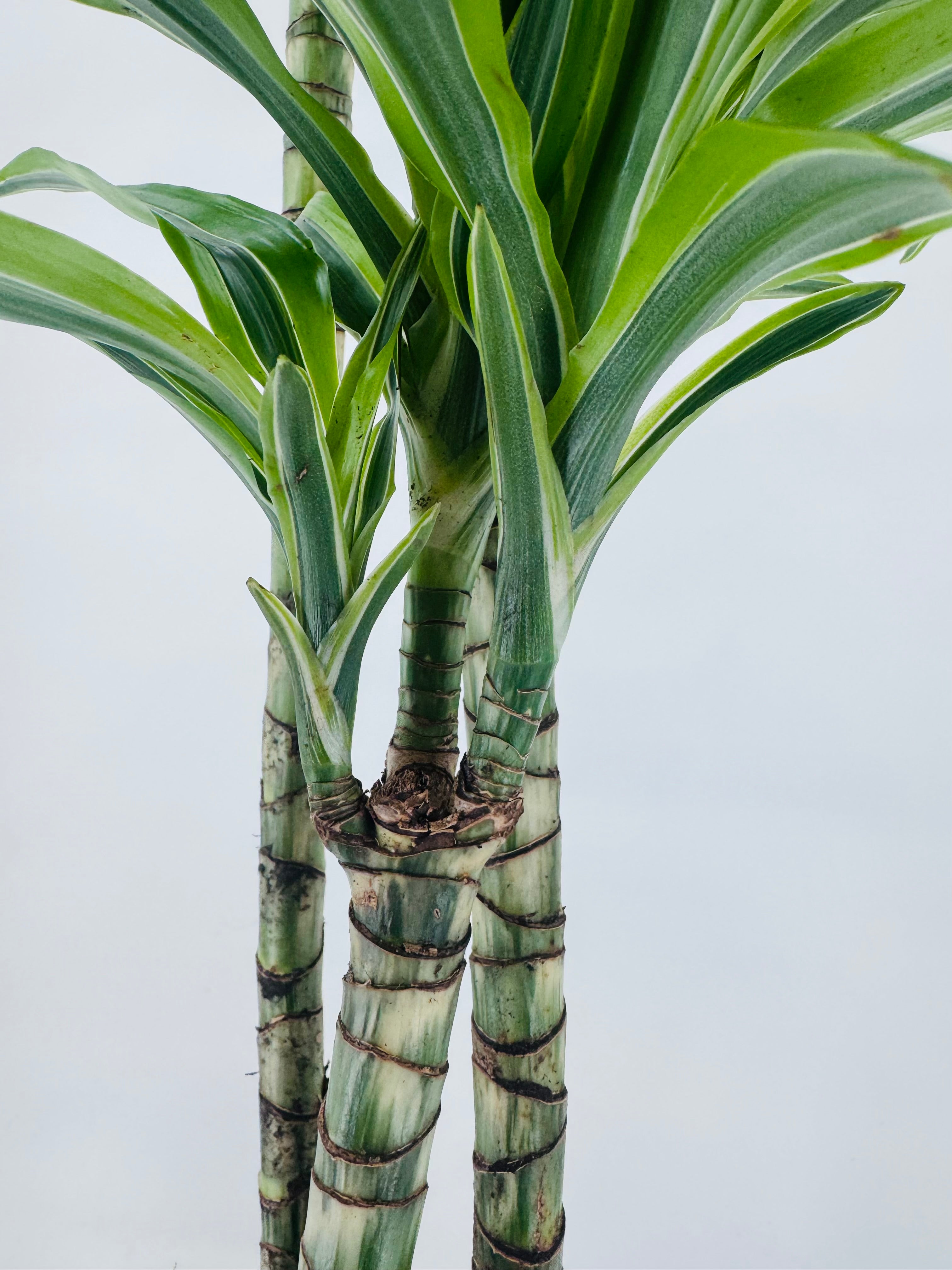 DRACAENA LEMON LIME C25 120.90.60.30CM