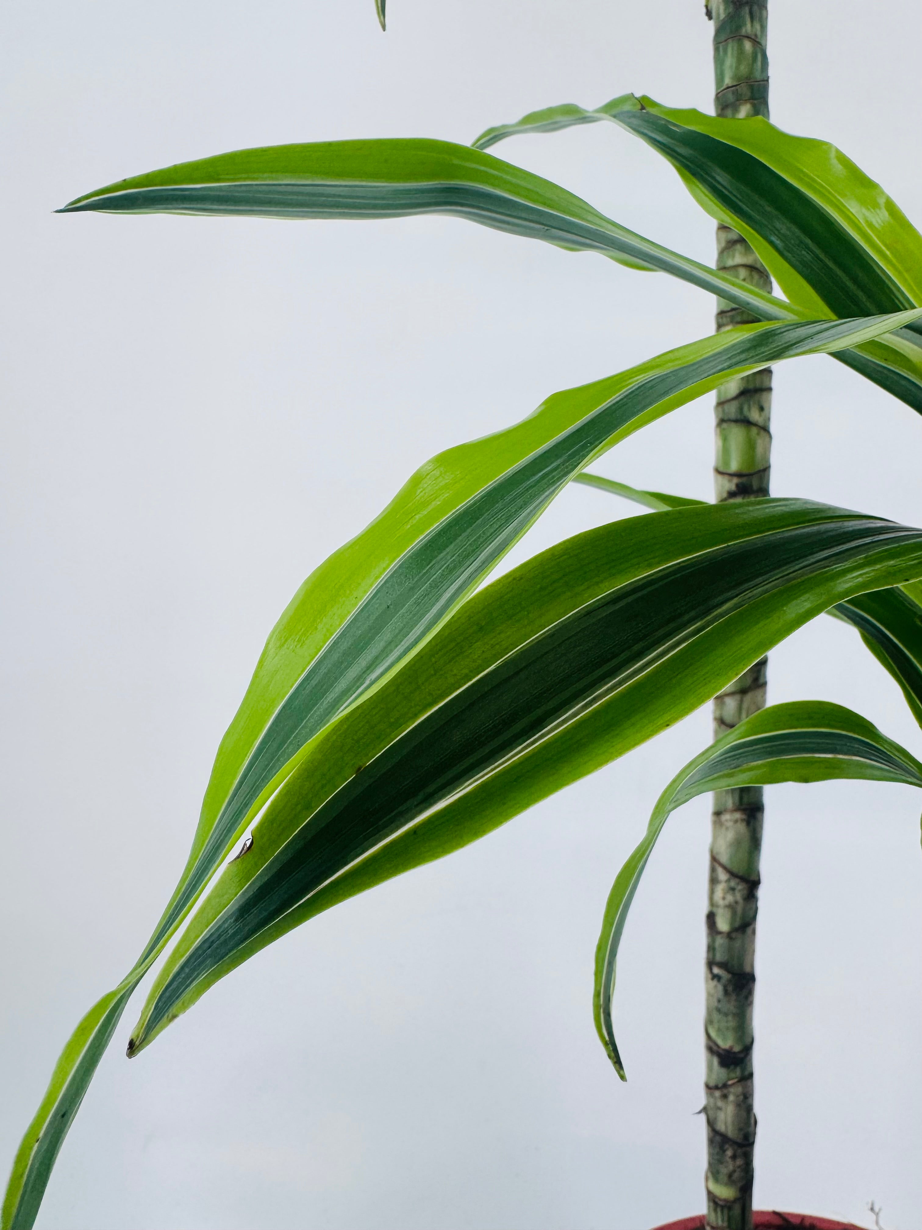 DRACAENA LEMON LIME C25 120.90.60.30CM